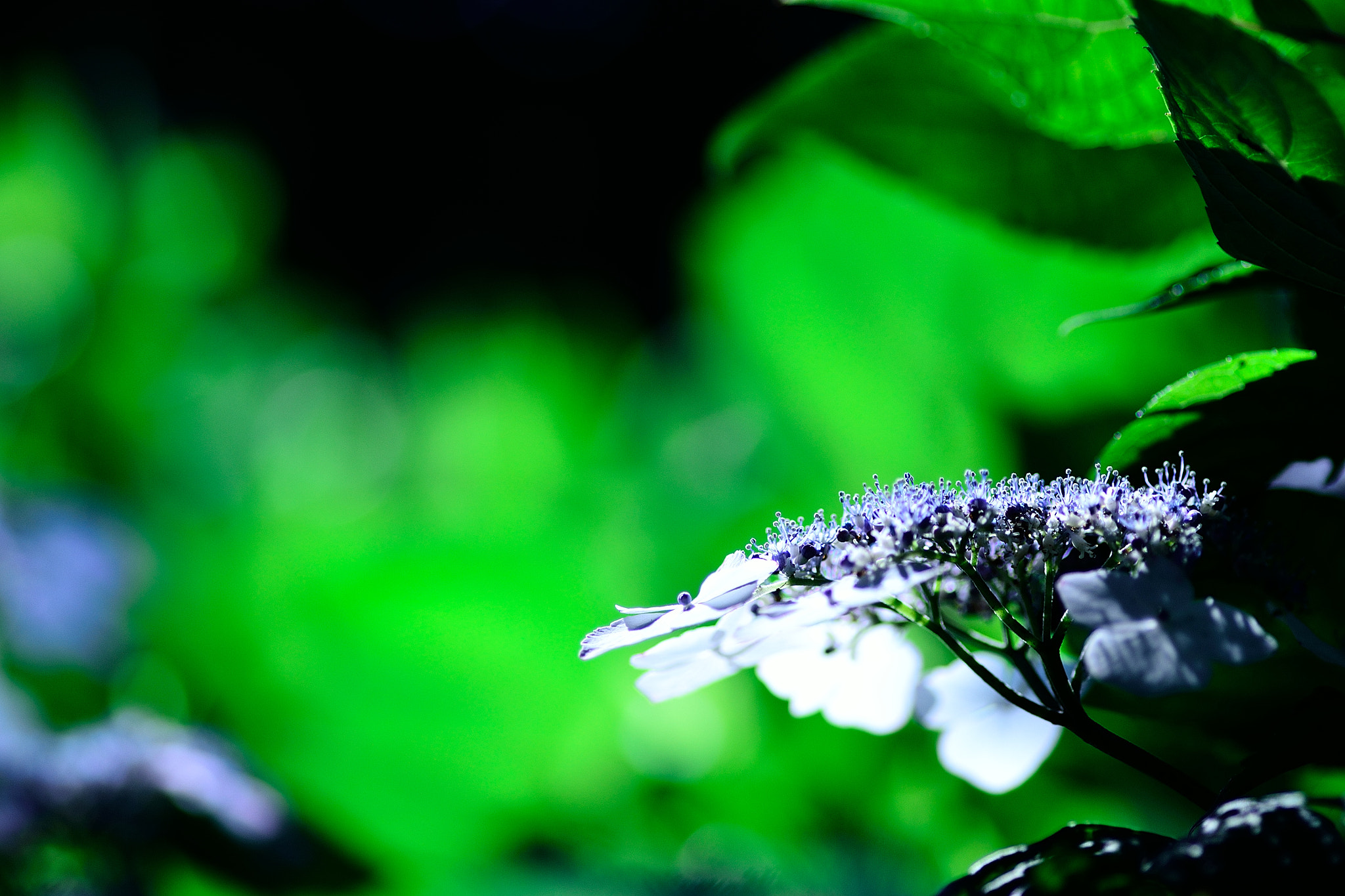 Nikon D3100 sample photo. 紫陽花 photography