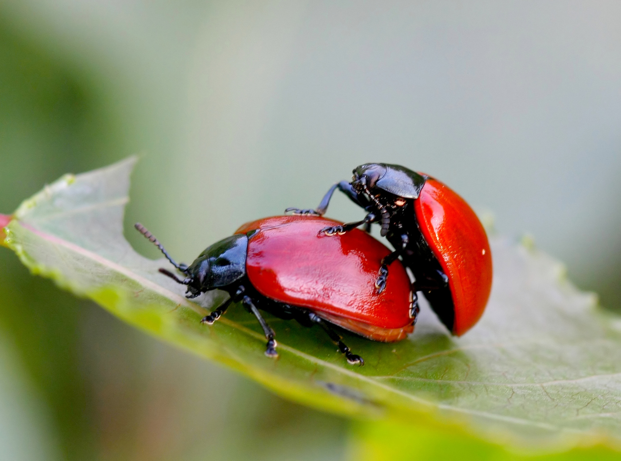Canon EF 100mm F2.8 Macro USM sample photo. Loves summer...... photography