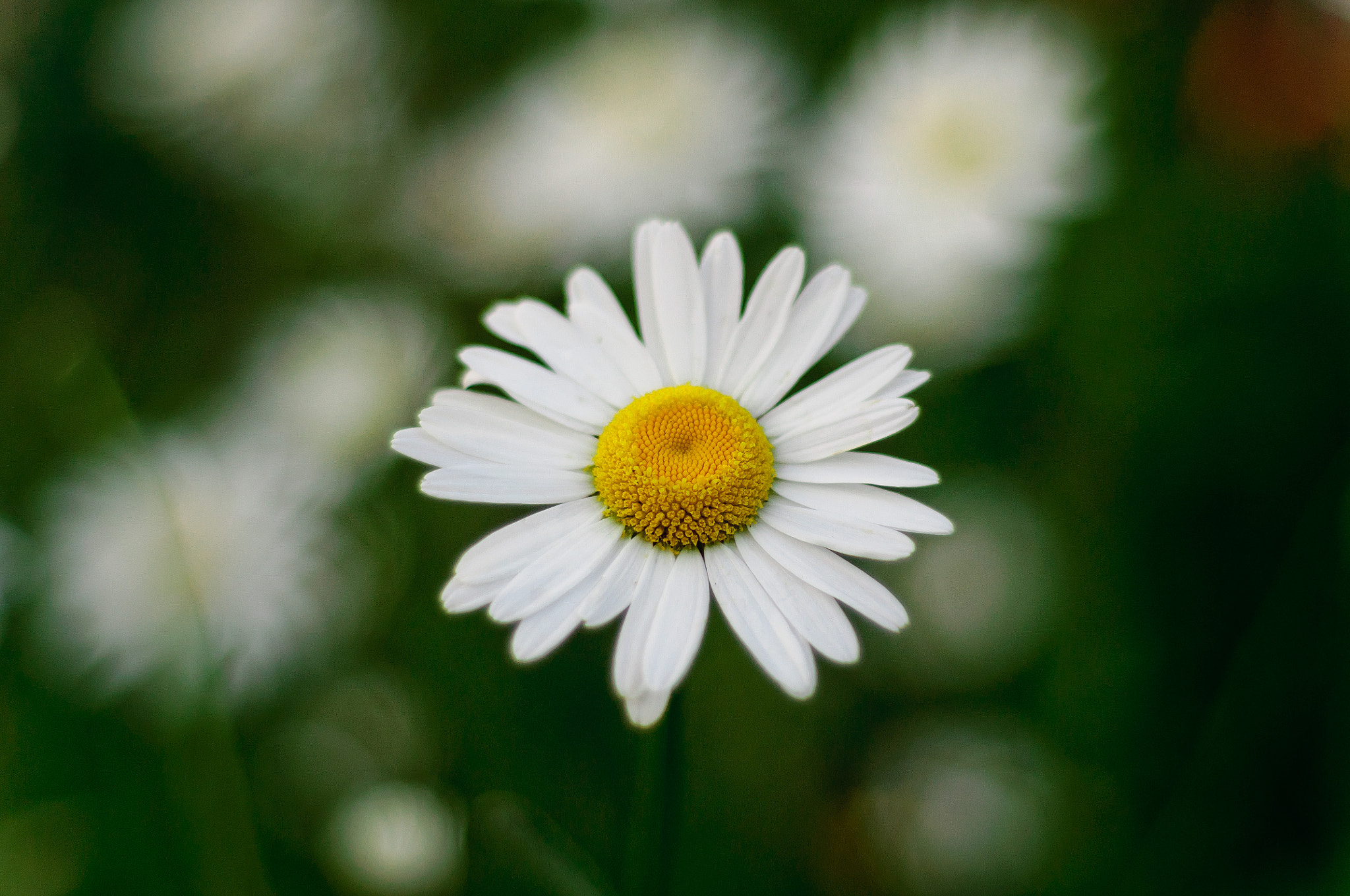 Nikon D5000 + Nikon AF Nikkor 50mm F1.8D sample photo. Instead of the sun photography