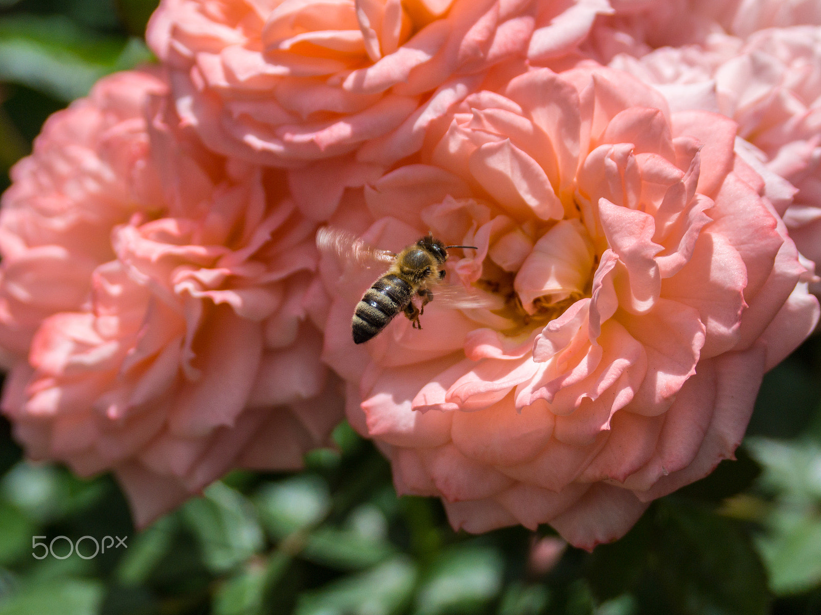 Panasonic Leica D Vario-Elmar 14-150mm F3.5-5.6 Asph Mega OIS sample photo. Helicopter in the garden photography