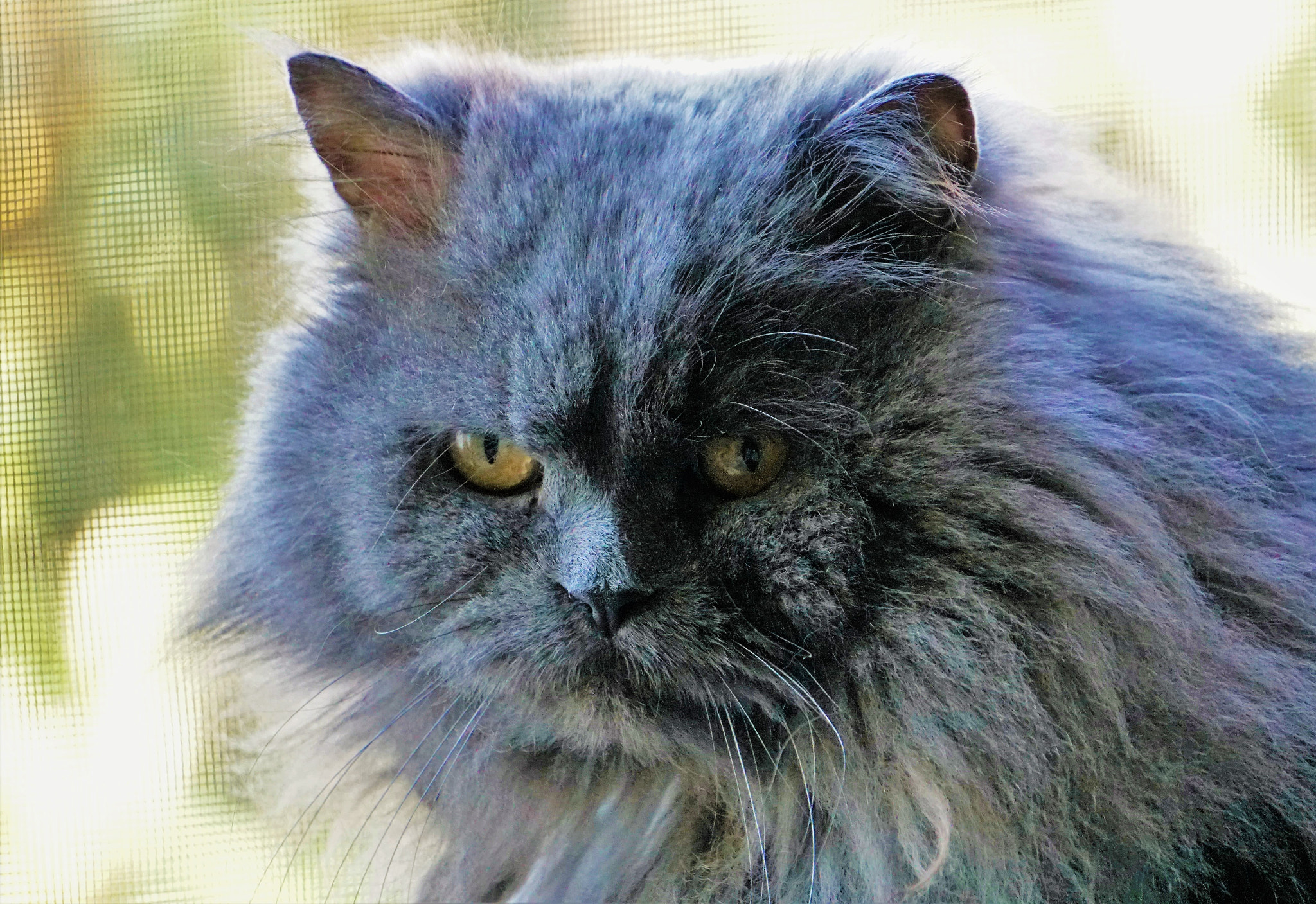 Sony E 55-210mm F4.5-6.3 OSS sample photo. Persian kitty photography