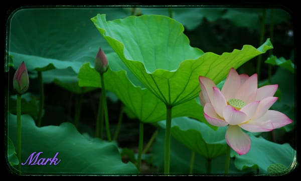 荷花by xhww | 500px