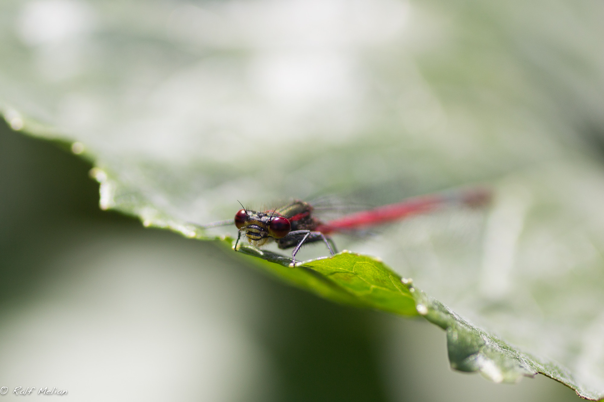 Canon EOS 100D (EOS Rebel SL1 / EOS Kiss X7) + Tamron SP AF 90mm F2.8 Di Macro sample photo. Rote libelle auf einem blatt photography