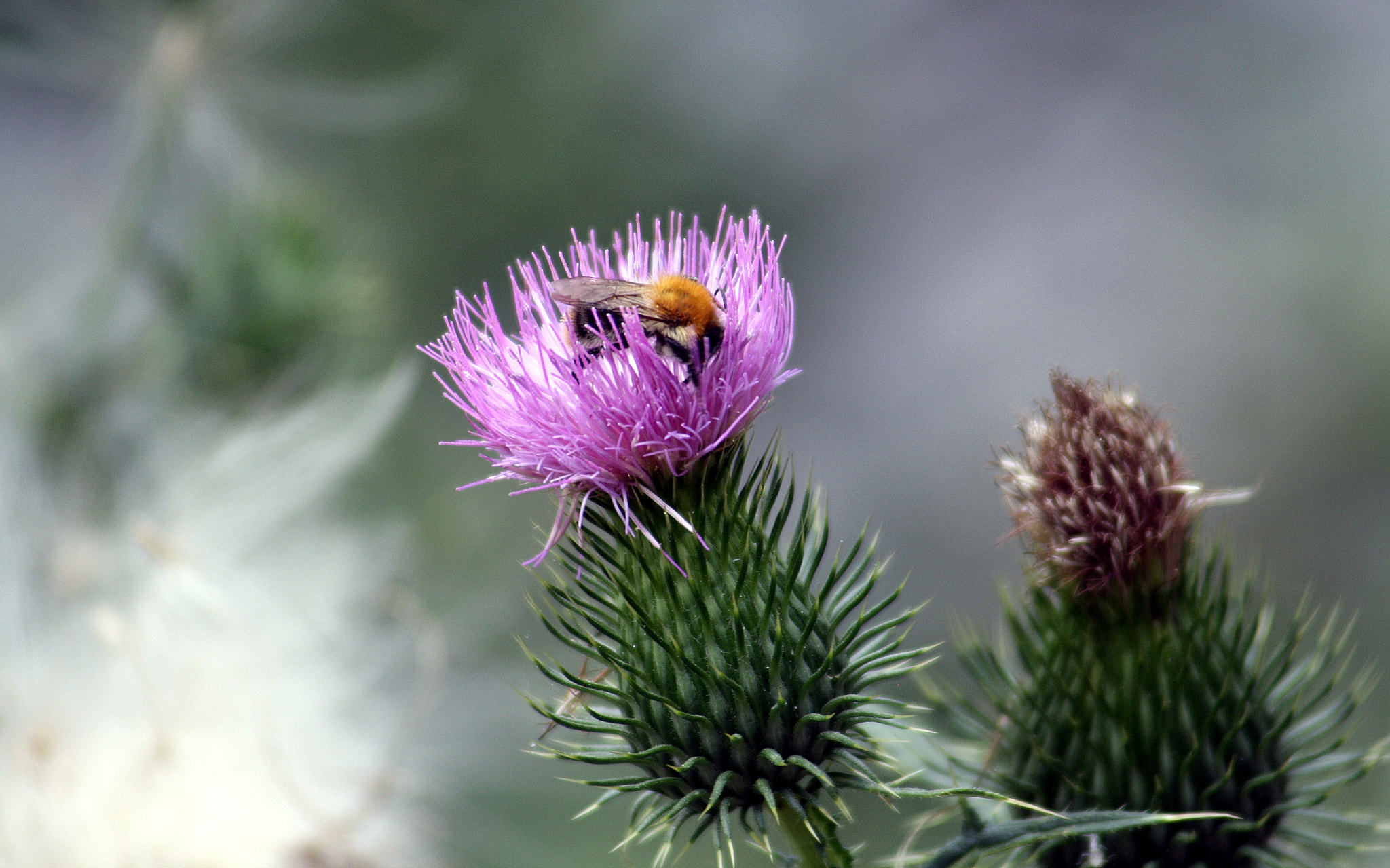 Canon EF 55-200mm F4.5-5.6 II USM sample photo. Bumblebee photography