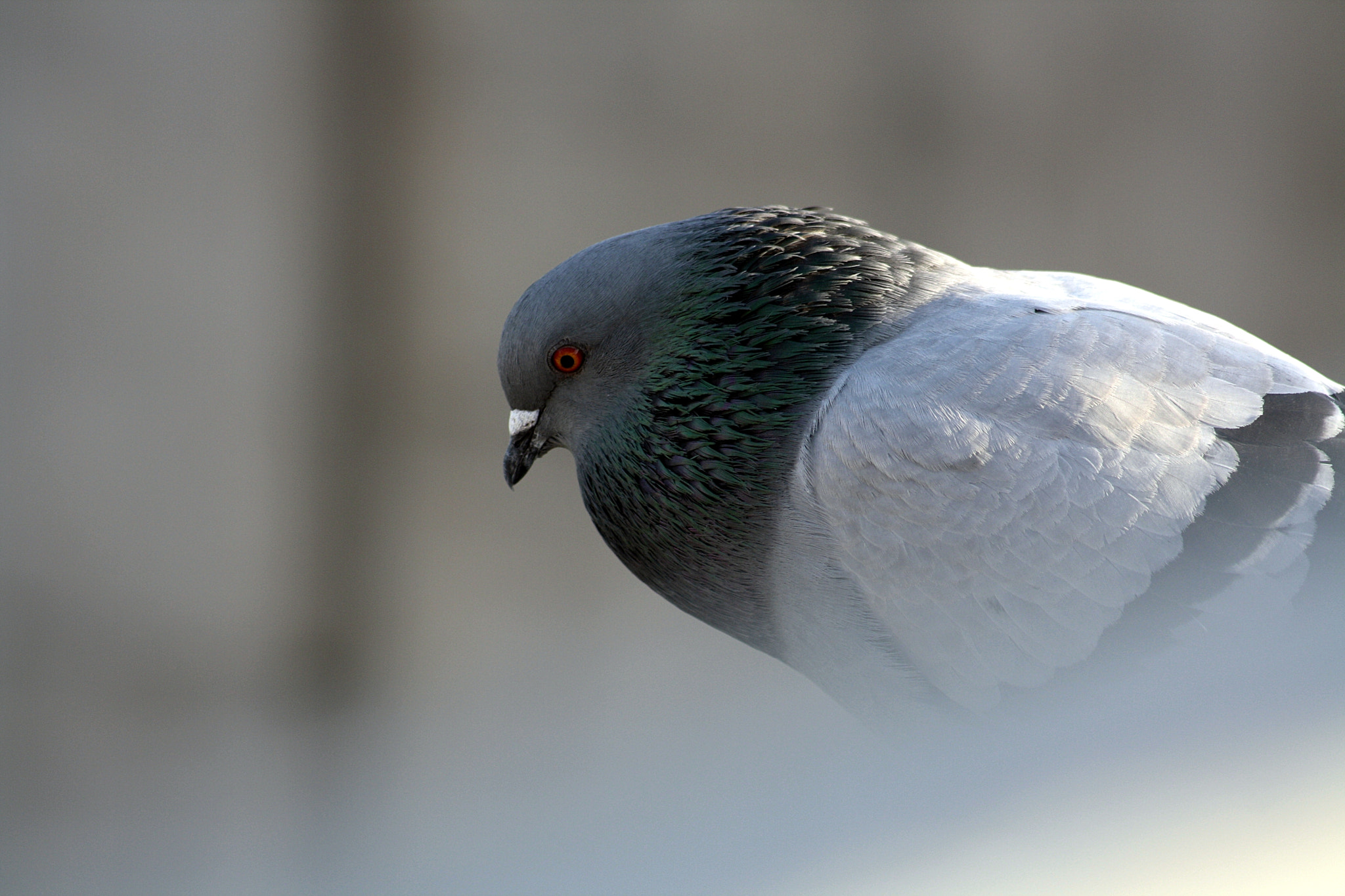 Canon EF 55-200mm F4.5-5.6 II USM sample photo. Pigeon photography