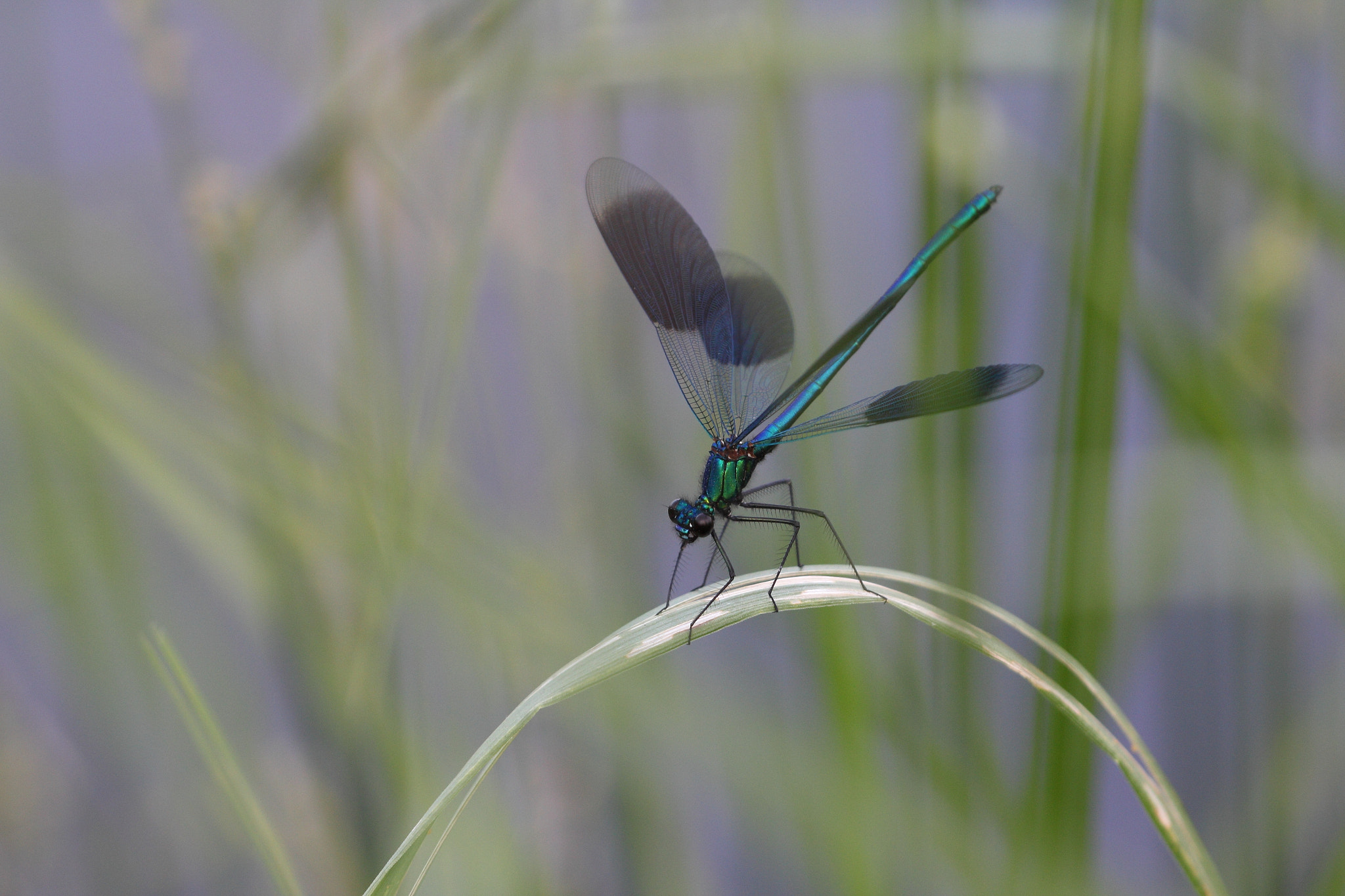 Sigma APO Macro 150mm f/2.8 EX DG HSM sample photo. Gebänderte prachtlibelle photography