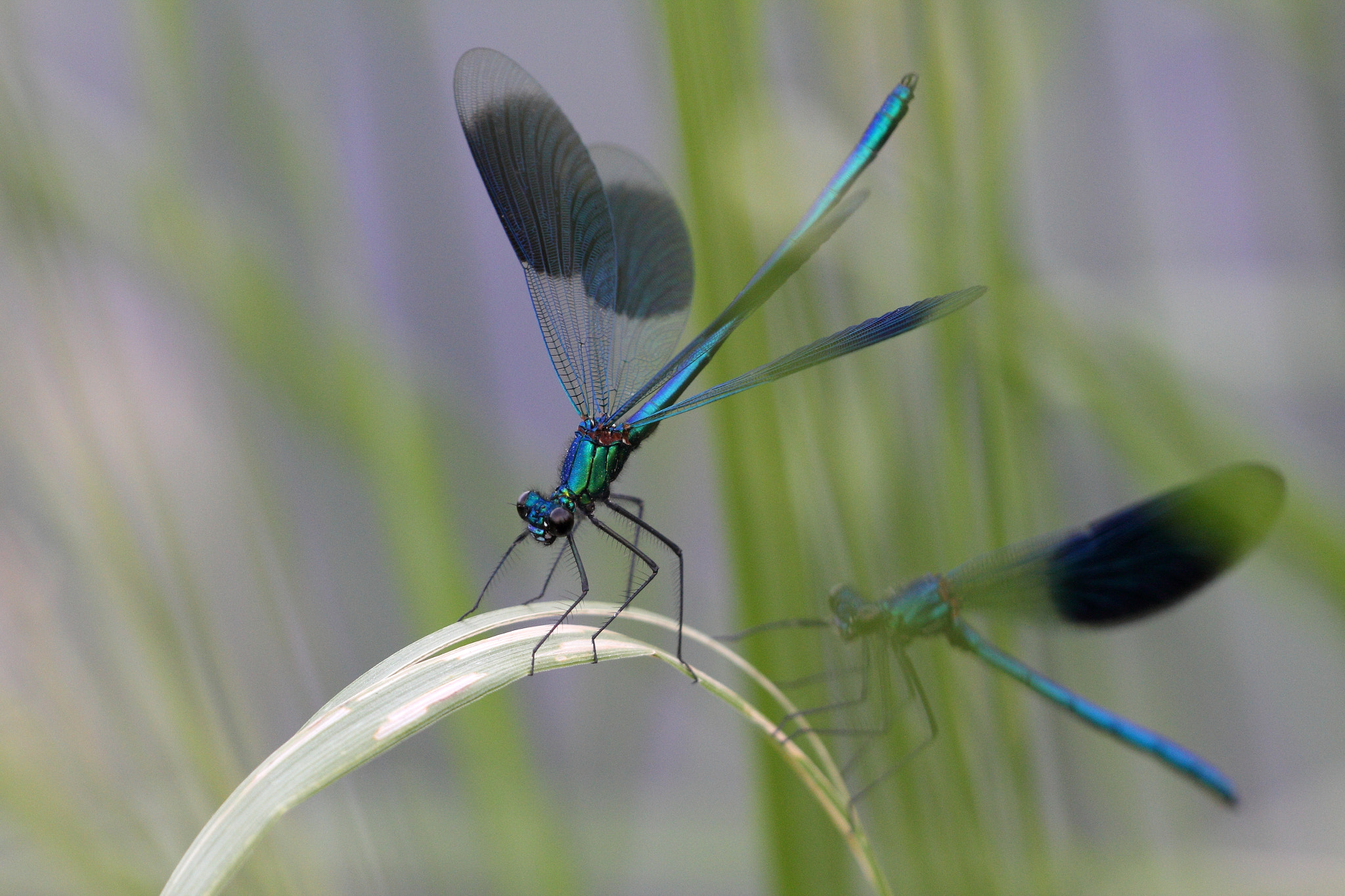 Sigma APO Macro 150mm f/2.8 EX DG HSM sample photo. Gebänderte prachtlibelle photography
