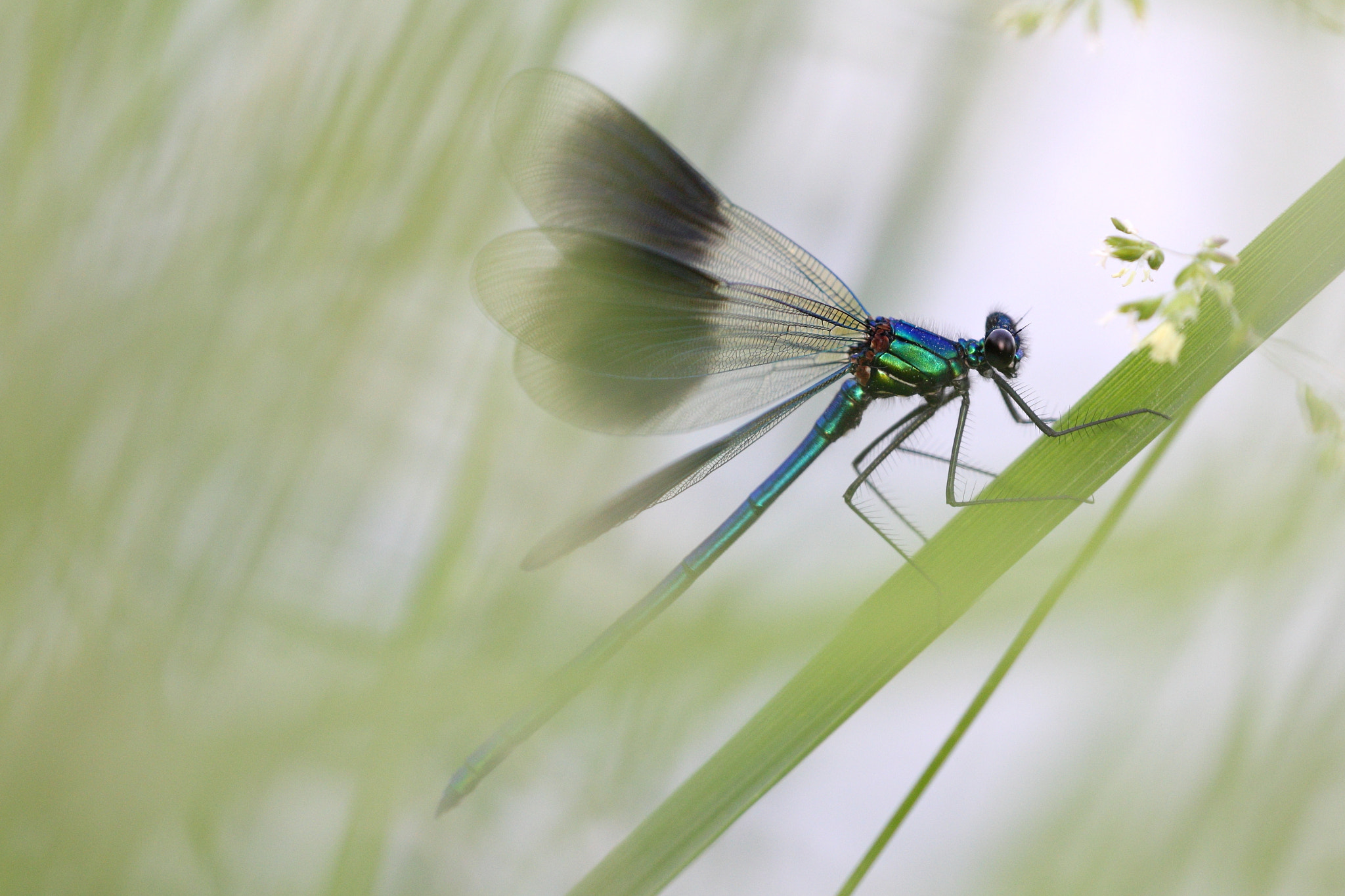 Sigma APO Macro 150mm f/2.8 EX DG HSM sample photo. Gebänderte prachtlibelle photography