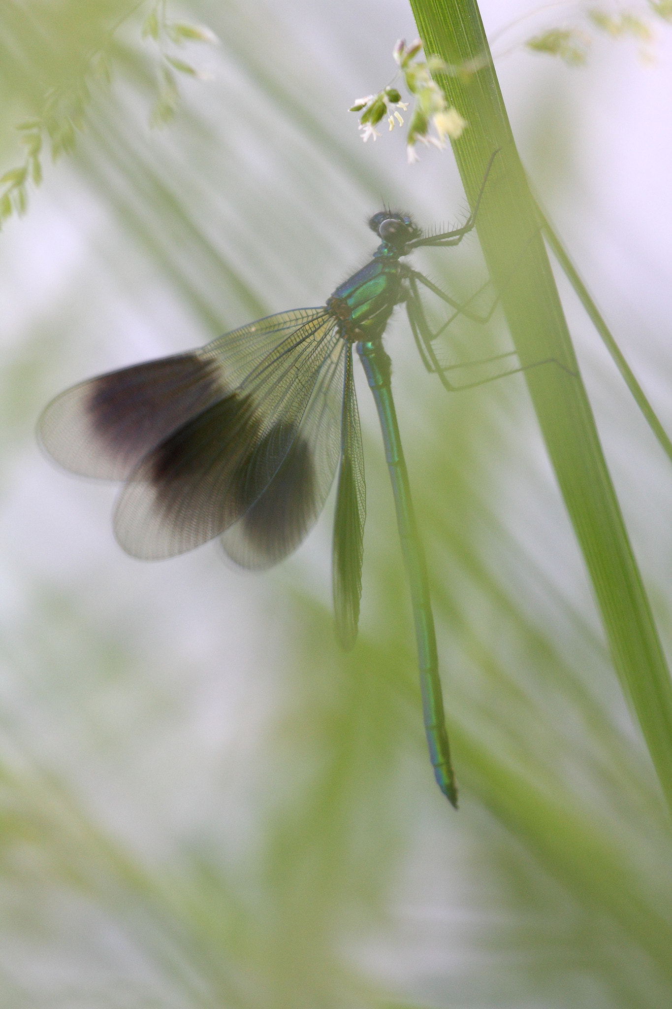 Sigma APO Macro 150mm f/2.8 EX DG HSM sample photo. Gebänderte prachtlibelle photography