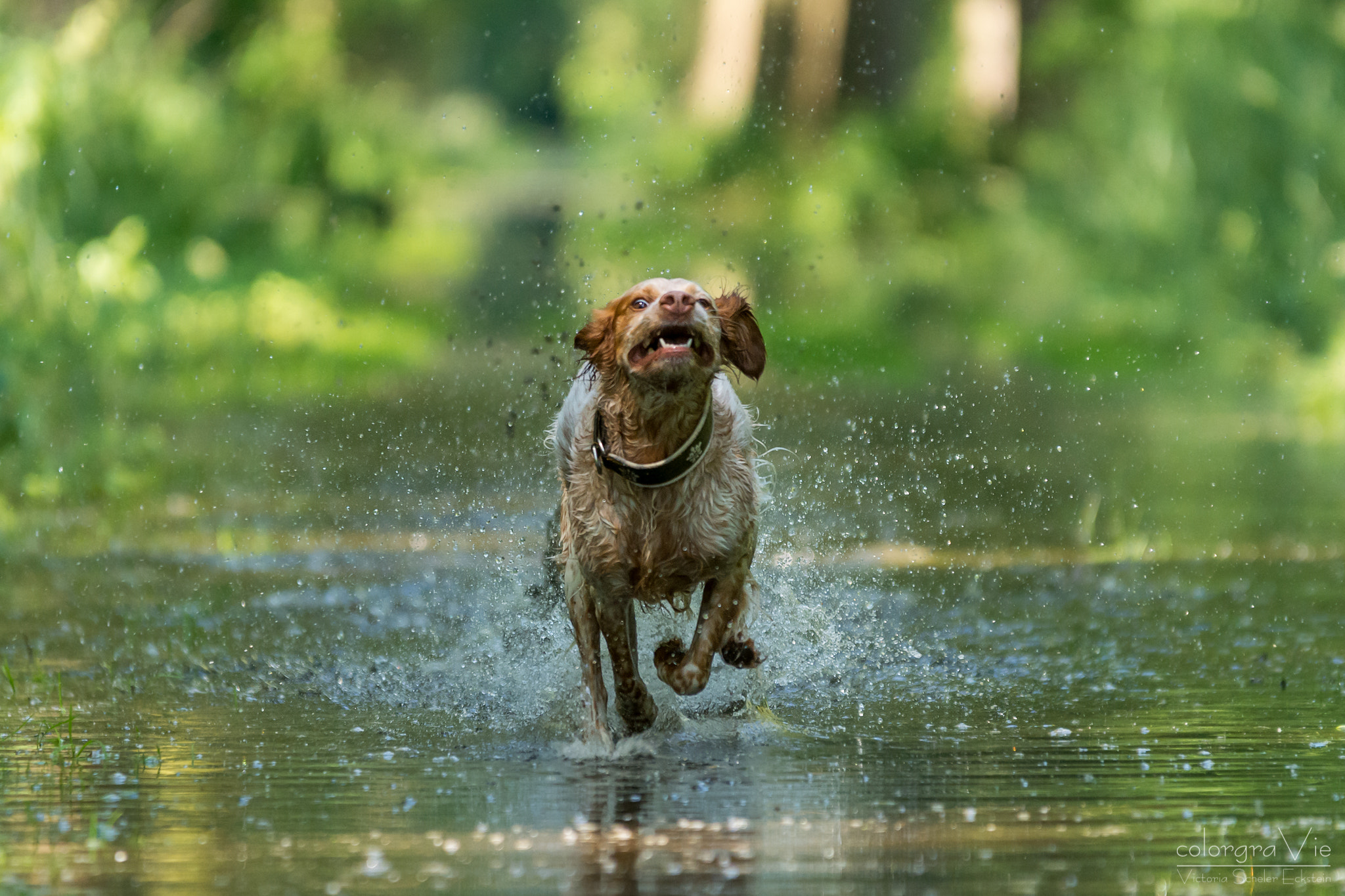Sigma 70-200mm F2.8 EX DG OS HSM sample photo. Watergames iv photography