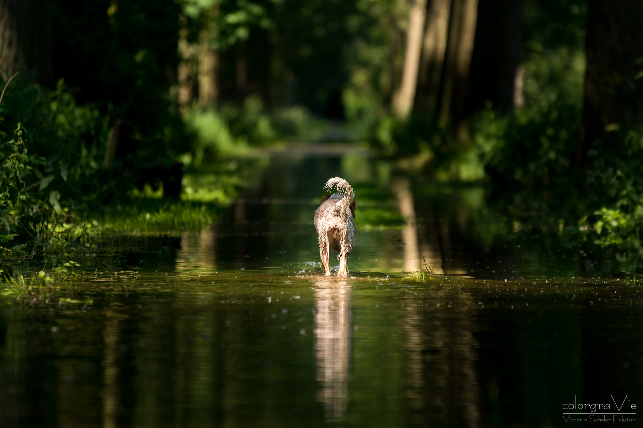 Sigma 70-200mm F2.8 EX DG OS HSM sample photo. Watergames v photography
