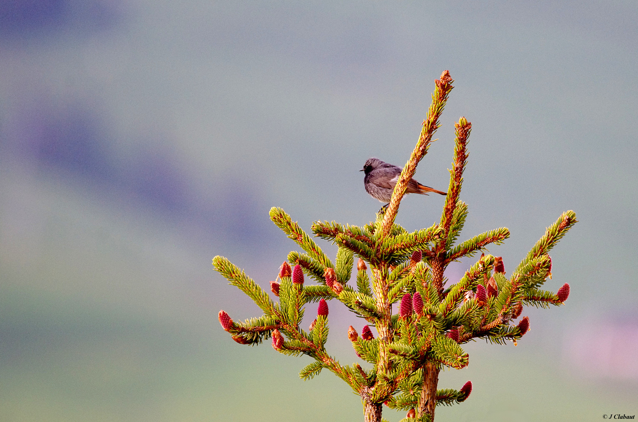 Pentax K-5 + Sigma 150-500mm F5-6.3 DG OS HSM sample photo. Rougequeue noir photography