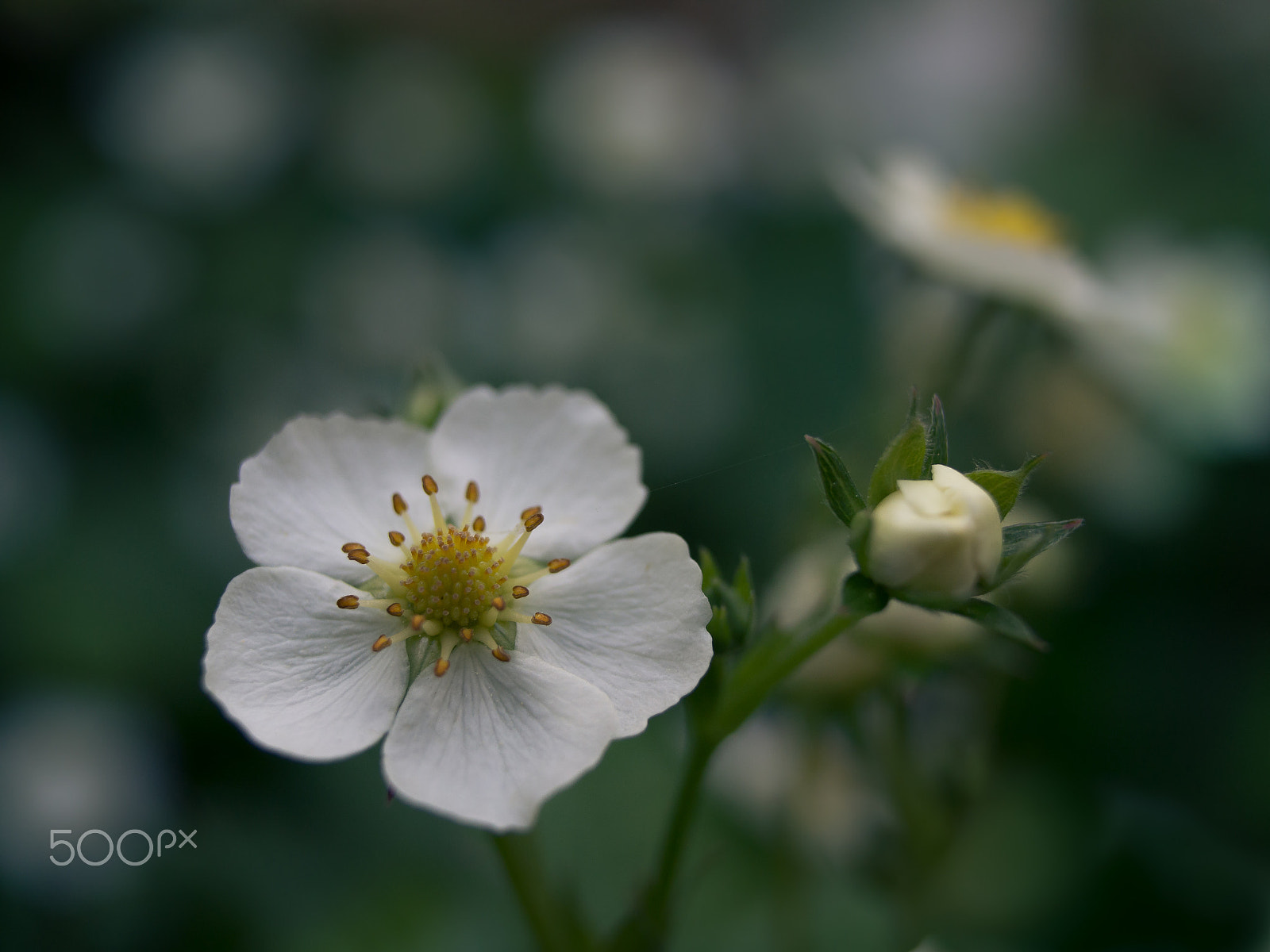 Olympus M.Zuiko Digital 25mm F1.8 sample photo. Wild strawberry flower photography