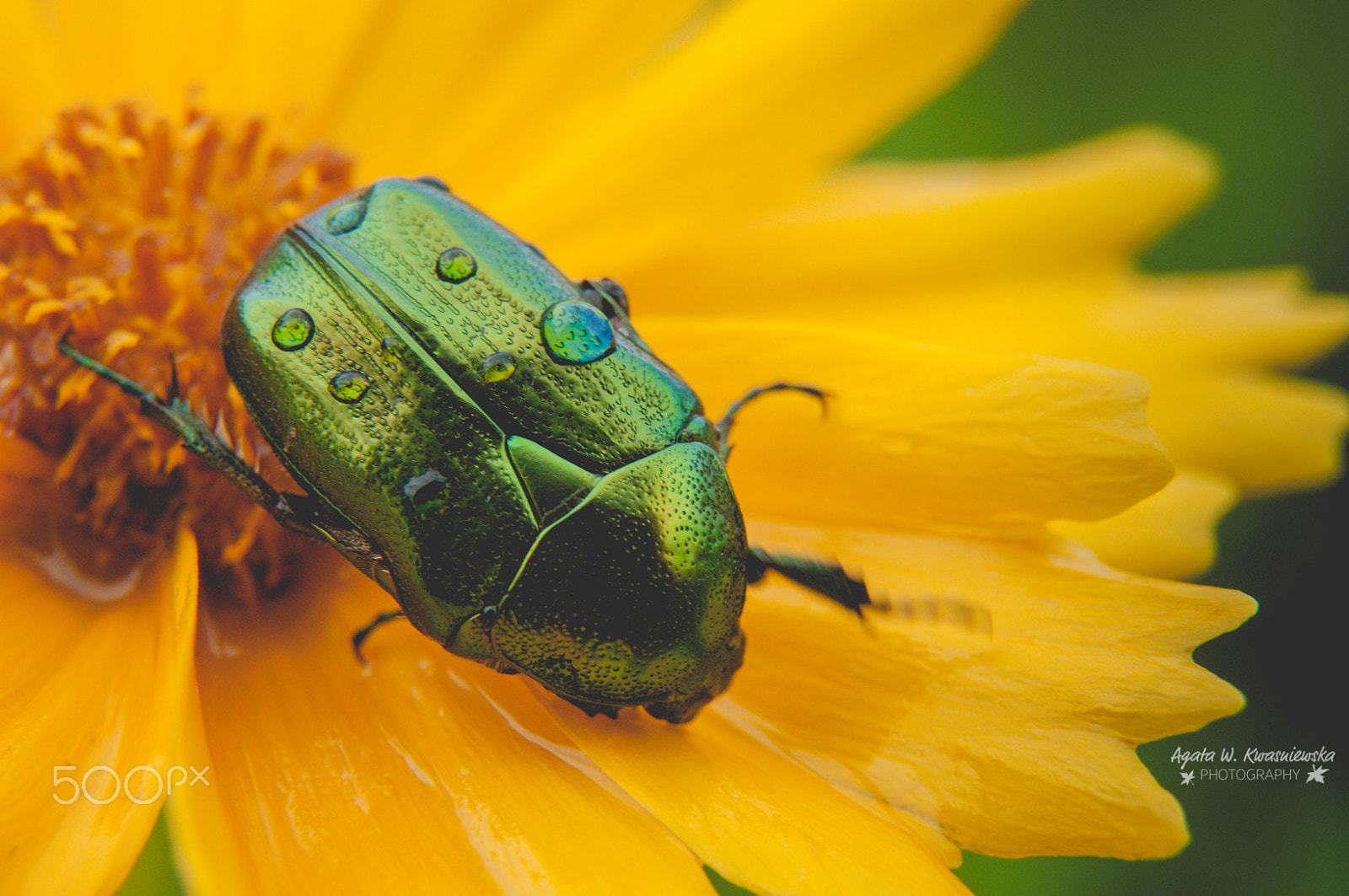 Sigma 24-70mm F2.8 EX DG HSM sample photo. Droplets and a beetle photography