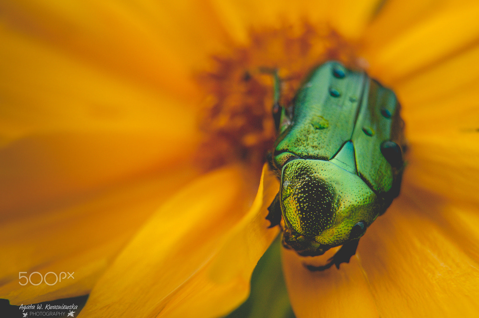 Sigma 24-70mm F2.8 EX DG HSM sample photo. Green beetle photography