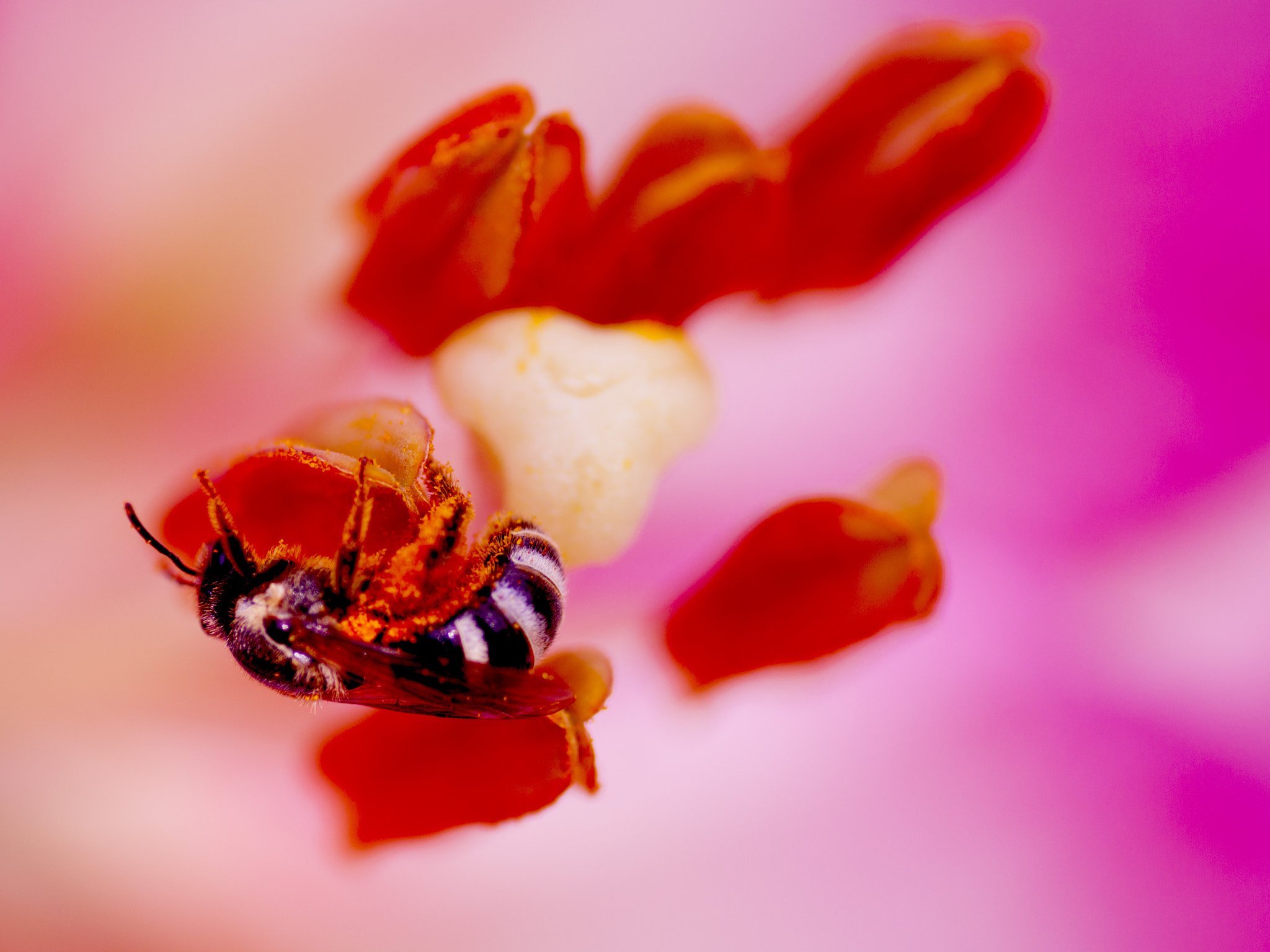 Canon EOS 50D + Tamron SP AF 90mm F2.8 Di Macro sample photo. Pink lily & honeybee photography