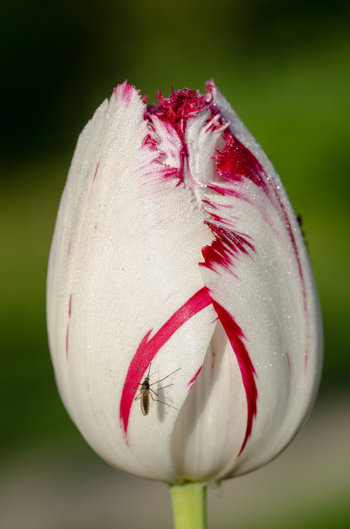 Sigma 150mm F2.8 EX DG OS Macro HSM sample photo. Tulip mosquito and morning sun photography