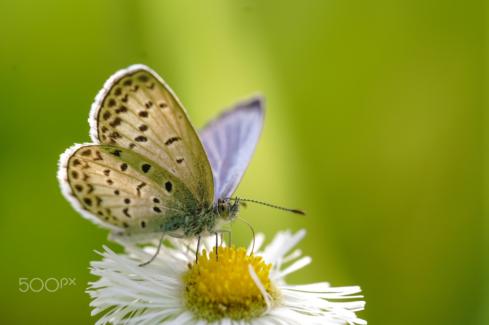 Sony ILCA-77M2 + Minolta AF 100mm F2.8 Macro [New] sample photo. The pale grass blue photography