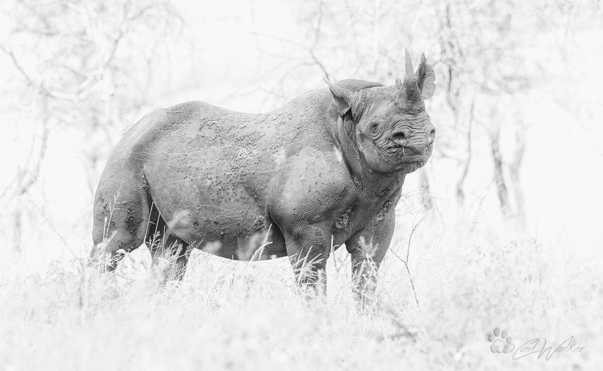 Canon EF 300mm F2.8L IS II USM sample photo. Sdambrbpn photography