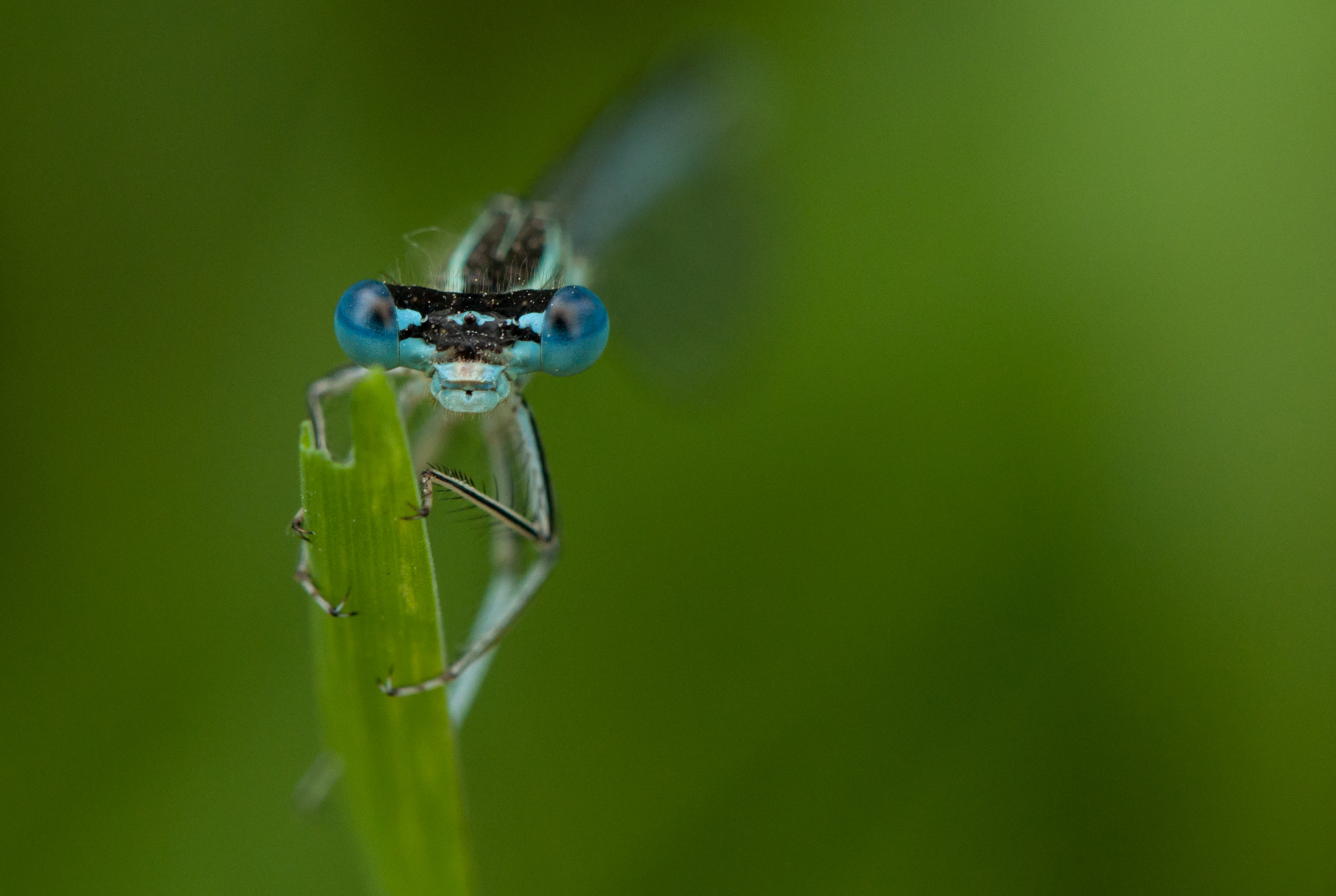 Nikon AF-S DX Micro-Nikkor 85mm F3.5G ED VR sample photo. Dragonfly photography