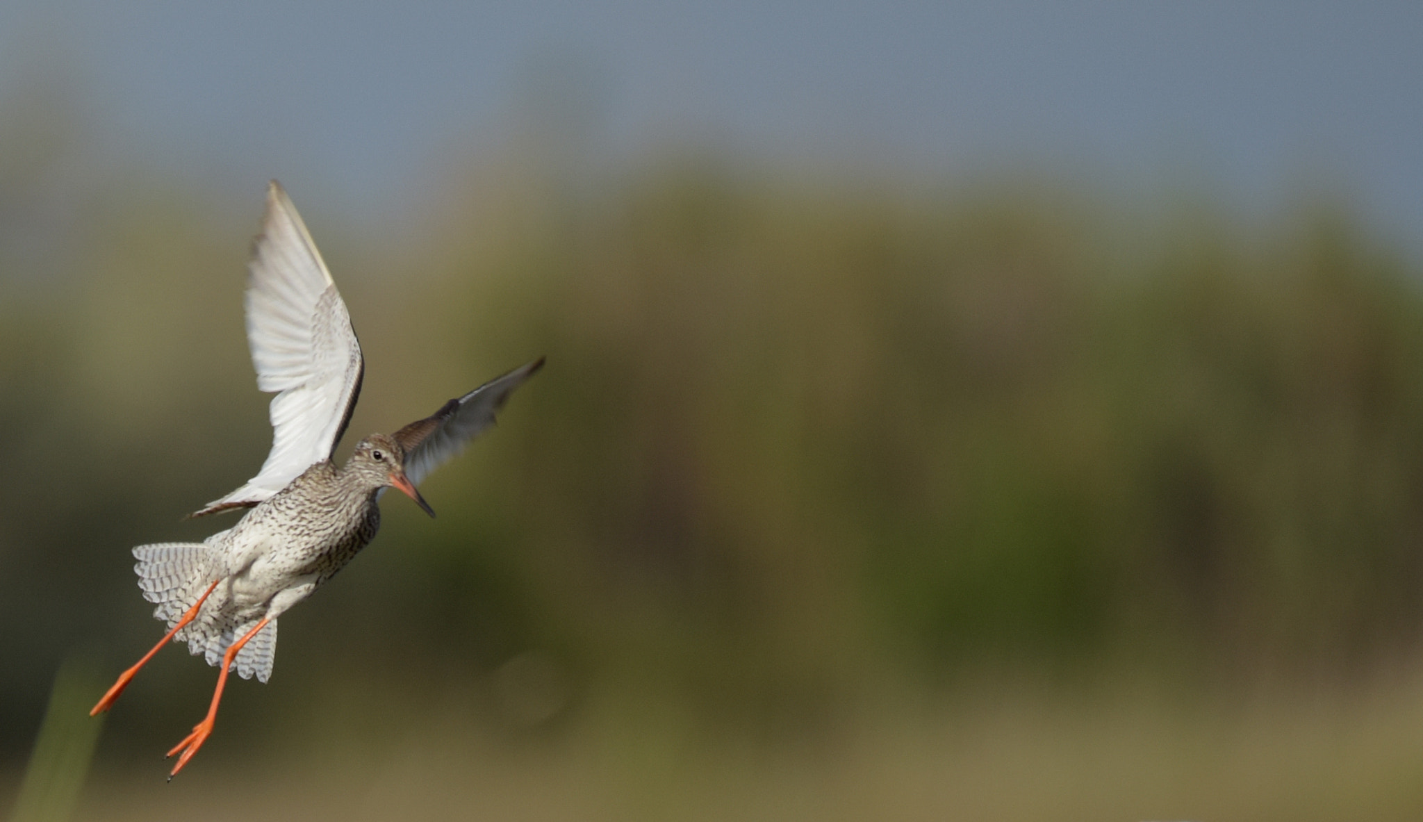 Sigma 150-500mm F5-6.3 DG OS HSM sample photo. Chevalier gambette (tringa totanus) photography