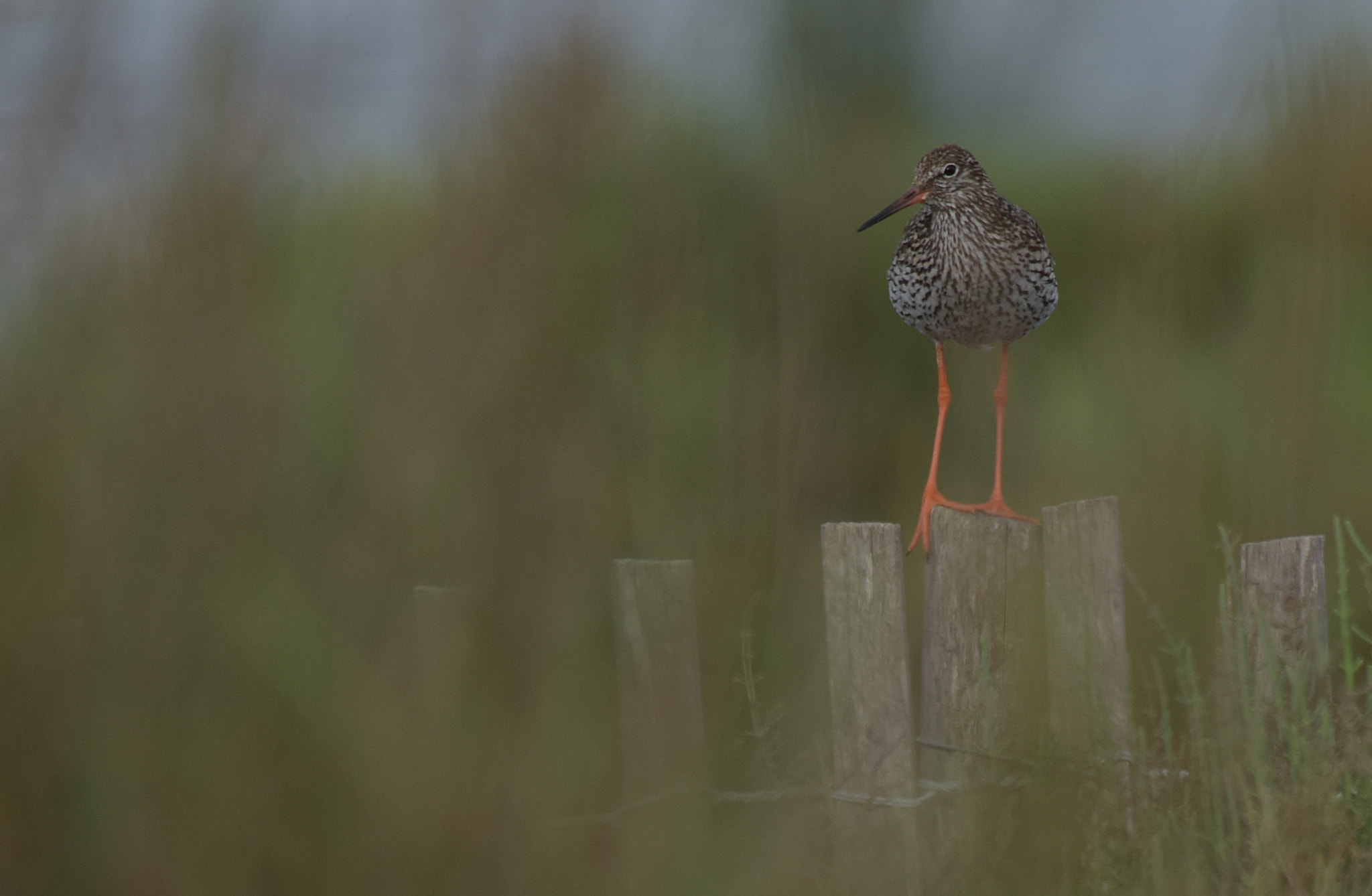 Sigma 150-500mm F5-6.3 DG OS HSM sample photo. Chevalier gambette (tringa totanus) photography