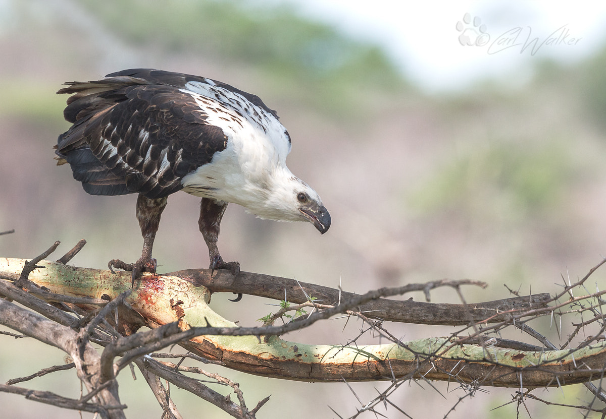 Canon EOS-1D X + Canon EF 300mm F2.8L IS II USM sample photo. Juvfisheaglesuttondambpn photography