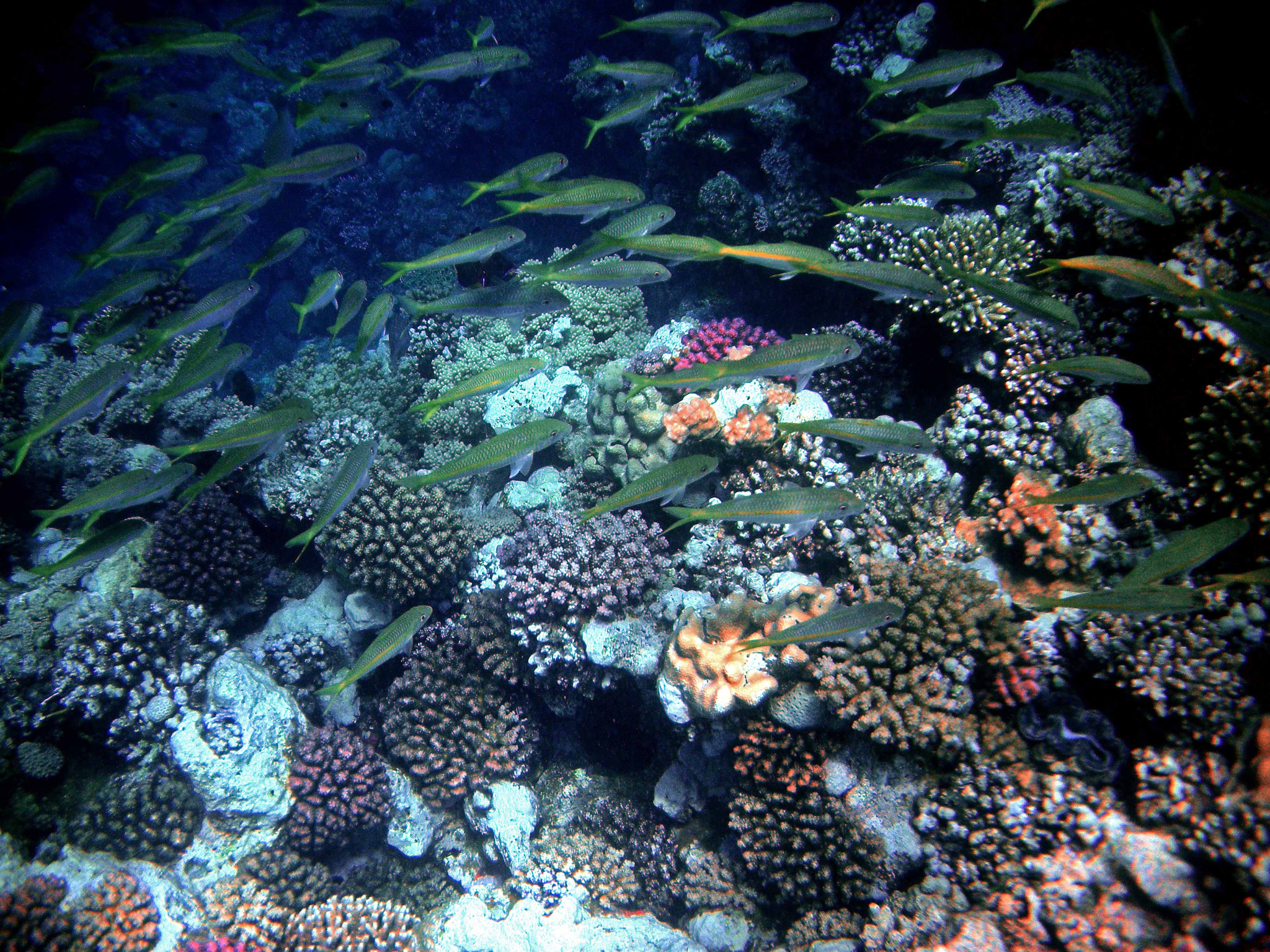 Nikon Coolpix S560 sample photo. Red sea fishes and underwater landscapes photography