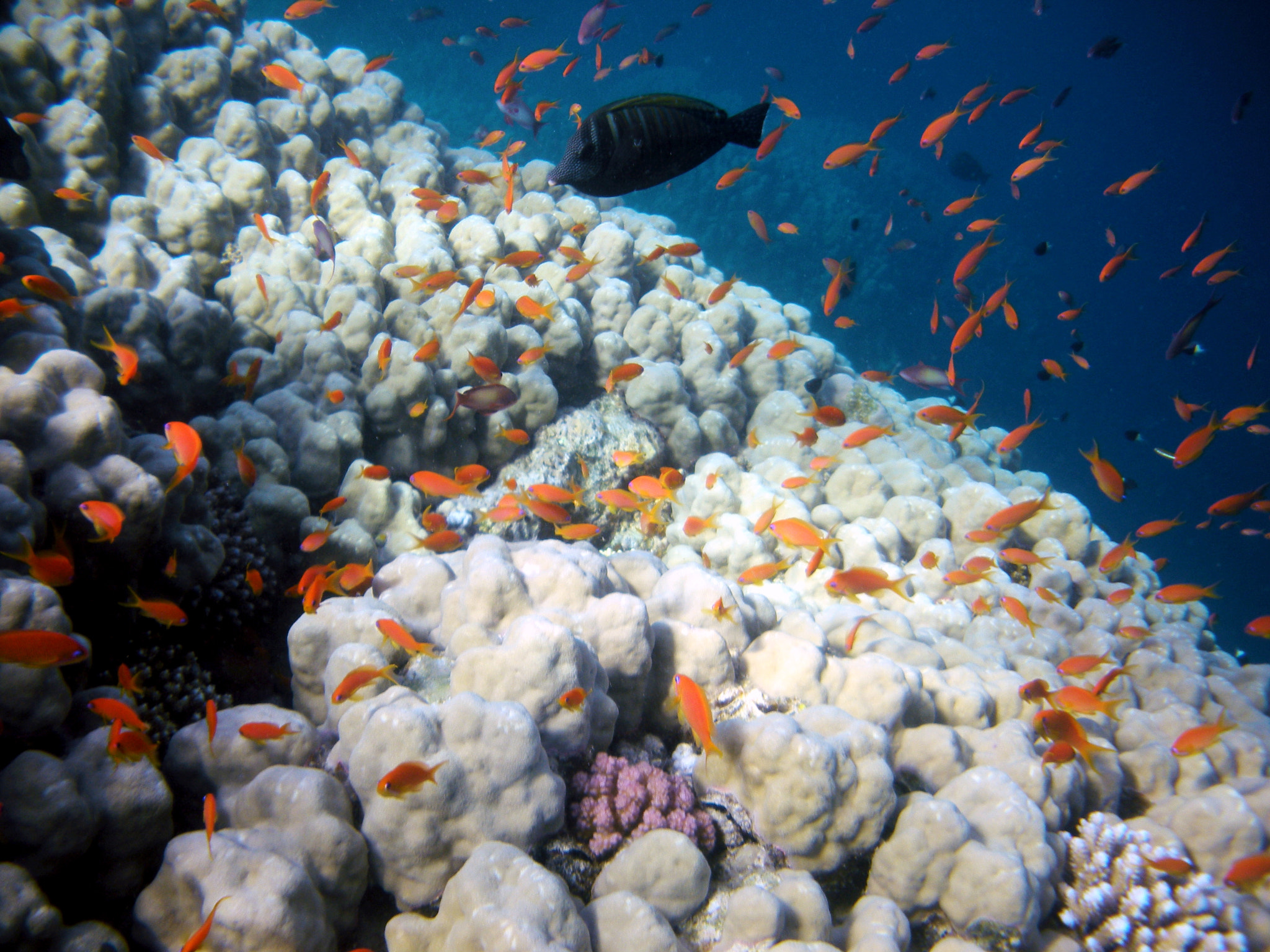 Nikon Coolpix S560 sample photo. Red sea fishes and underwater landscapes photography