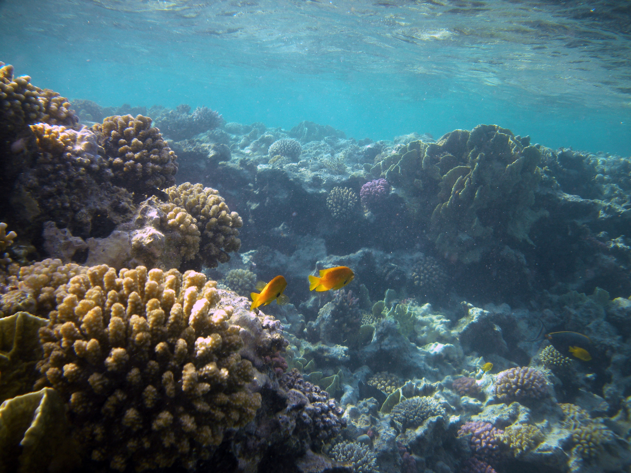 Nikon Coolpix S560 sample photo. Red sea fishes and underwater landscapes photography