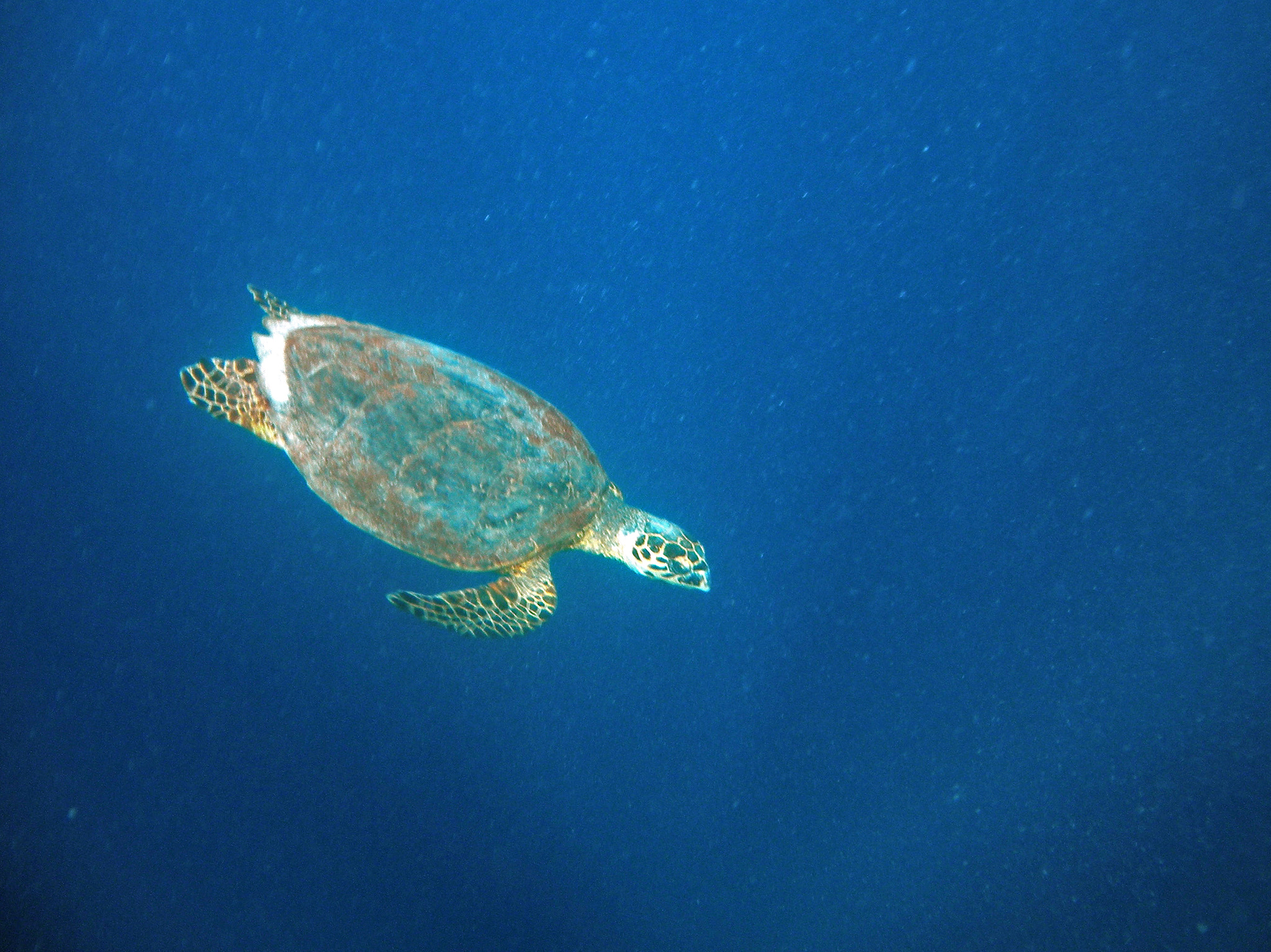 Nikon Coolpix S560 sample photo. Red sea fishes and underwater landscapes photography