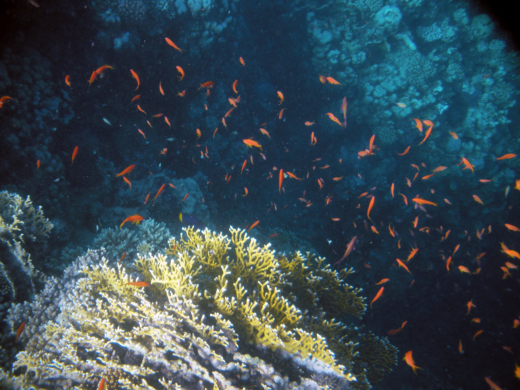 Nikon Coolpix S560 sample photo. Red sea fishes and underwater landscapes photography