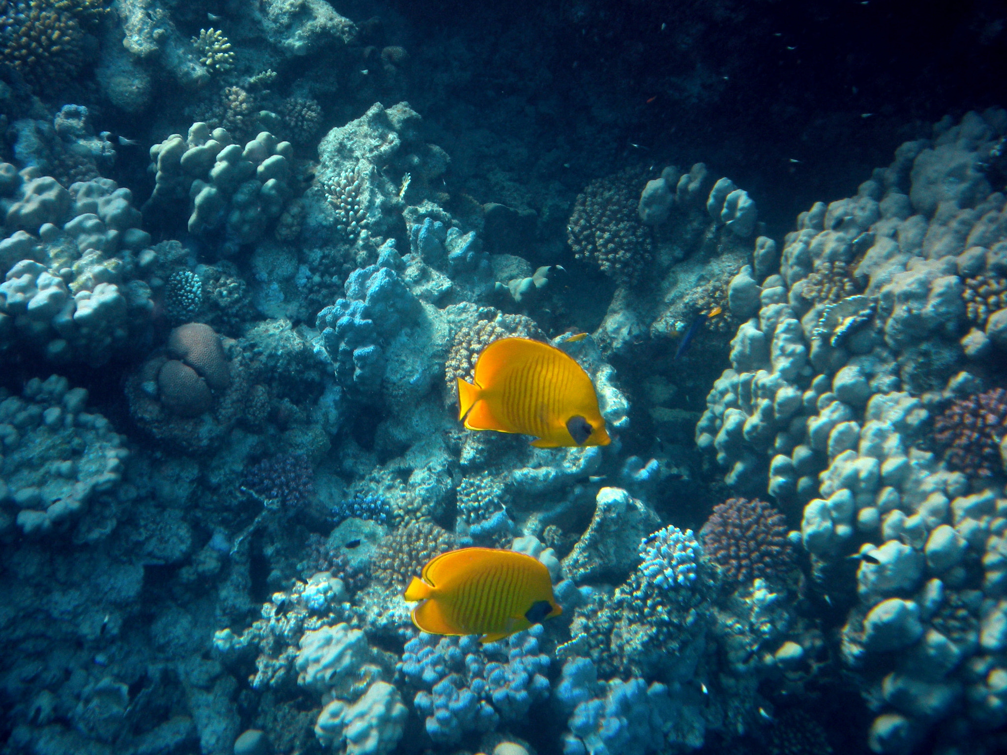 Nikon Coolpix S560 sample photo. Red sea fishes and underwater landscapes photography