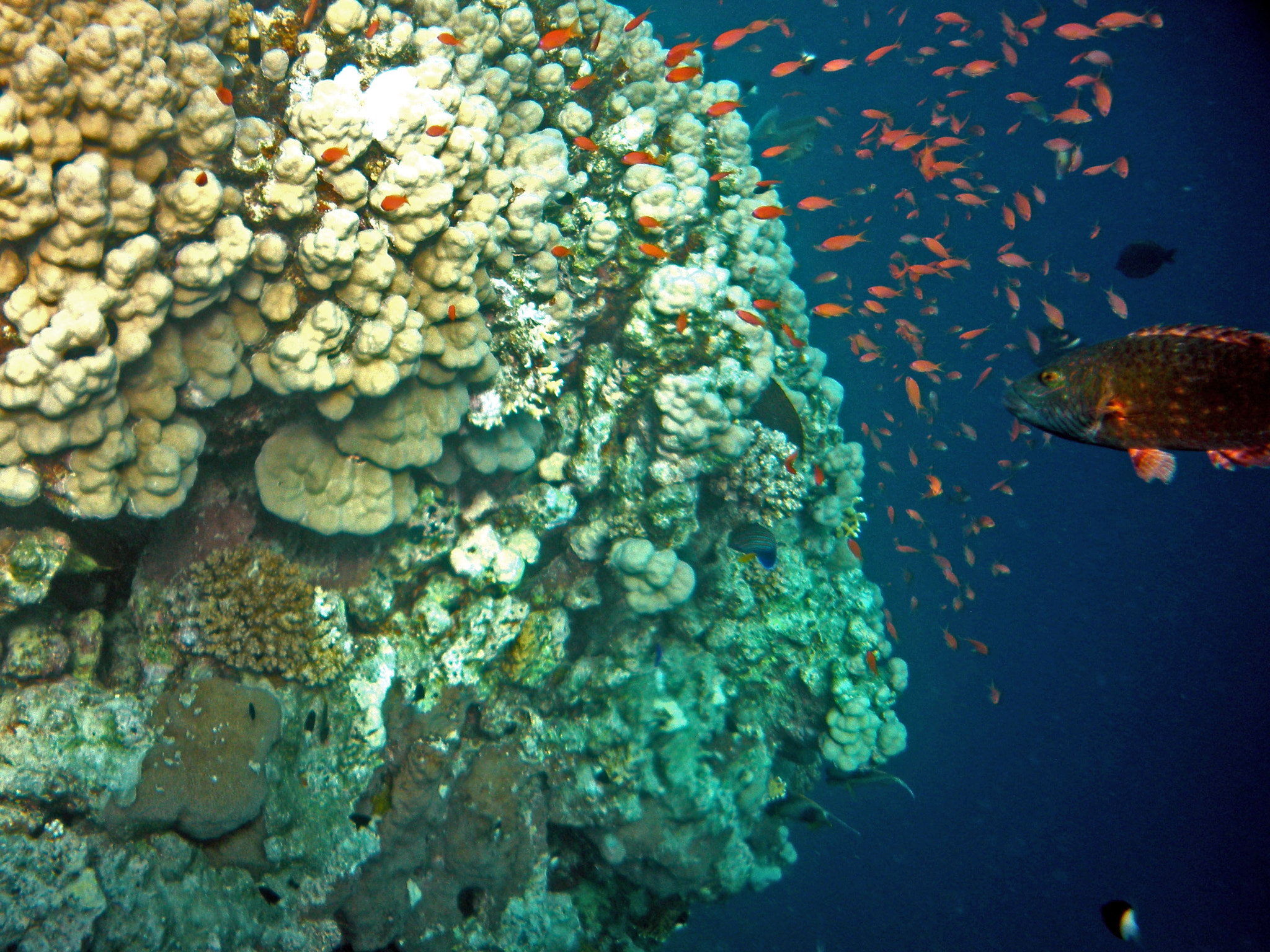 Nikon Coolpix S560 sample photo. Red sea fishes and underwater landscapes photography