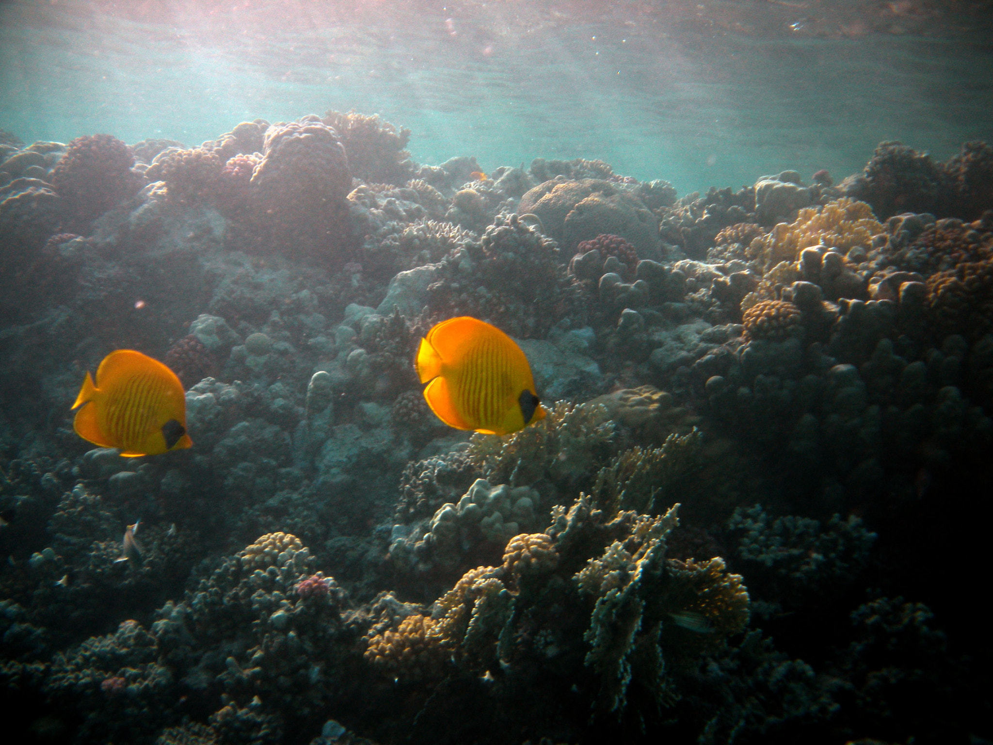 Nikon Coolpix S560 sample photo. Red sea fishes and underwater landscapes photography