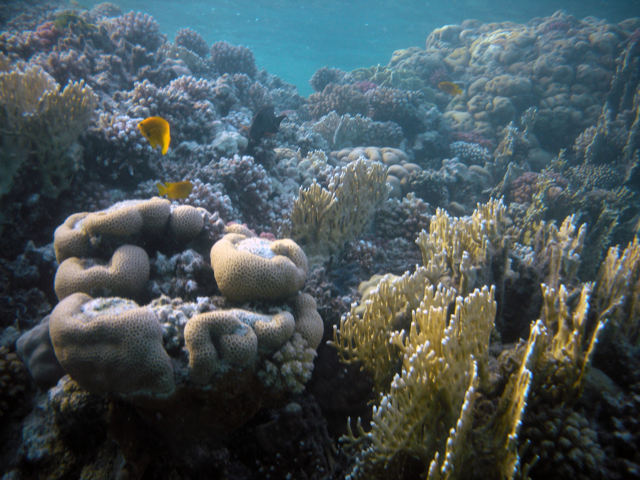 Nikon Coolpix S560 sample photo. Red sea fishes and underwater landscapes photography