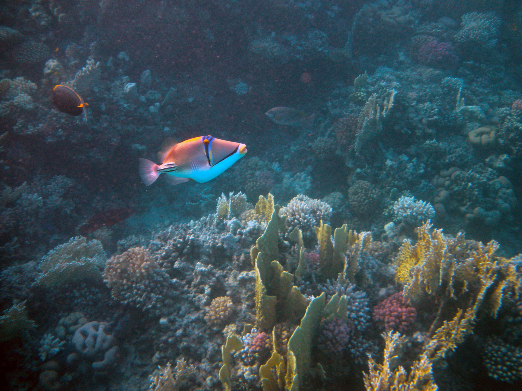 Nikon Coolpix S560 sample photo. Red sea fishes and underwater landscapes photography