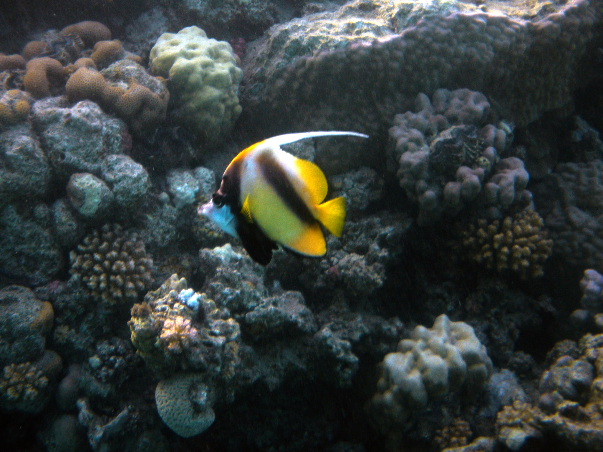 Nikon Coolpix S560 sample photo. Red sea fishes and underwater landscapes photography