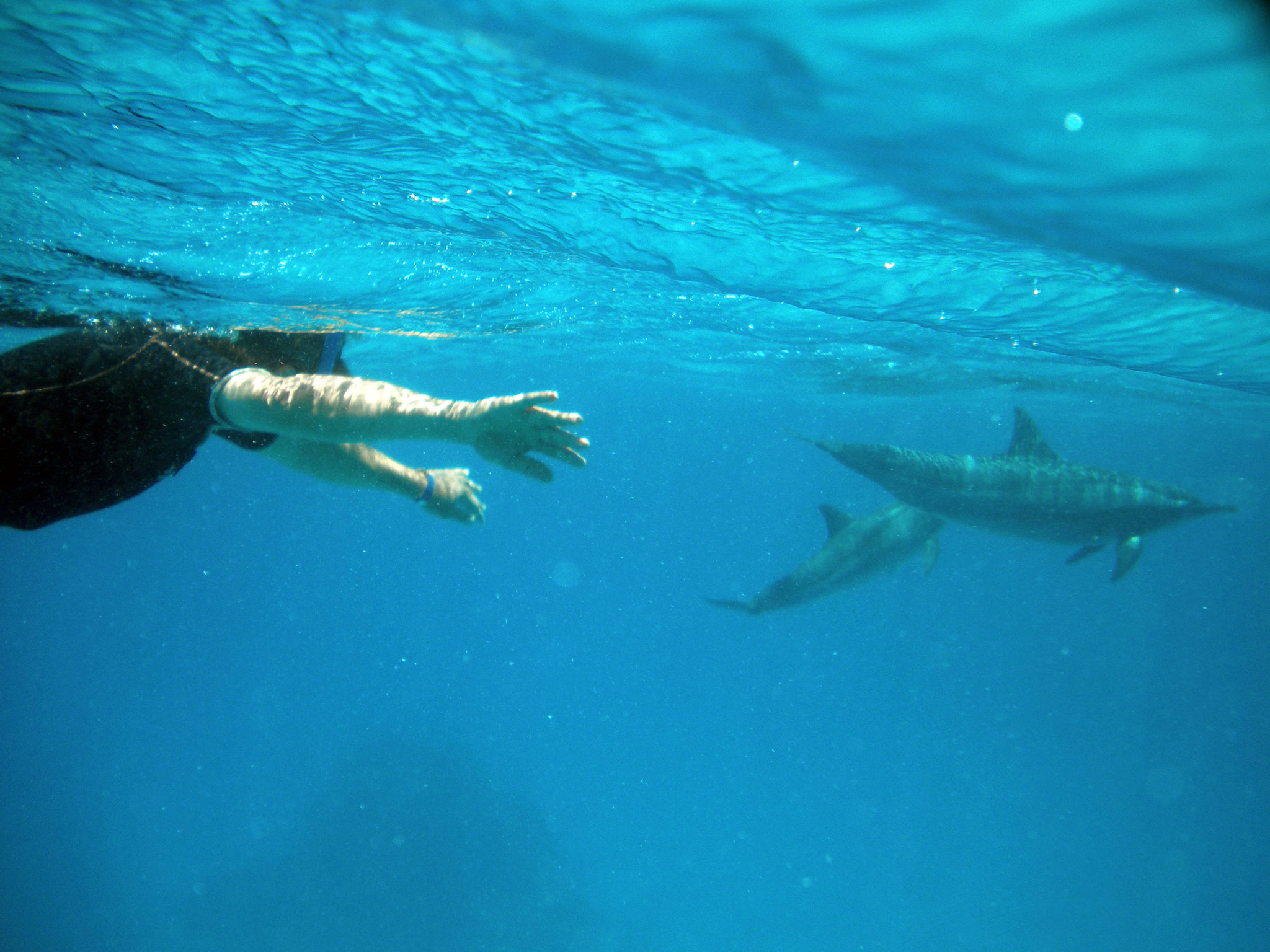 Nikon Coolpix S560 sample photo. Red sea fishes and underwater landscapes photography