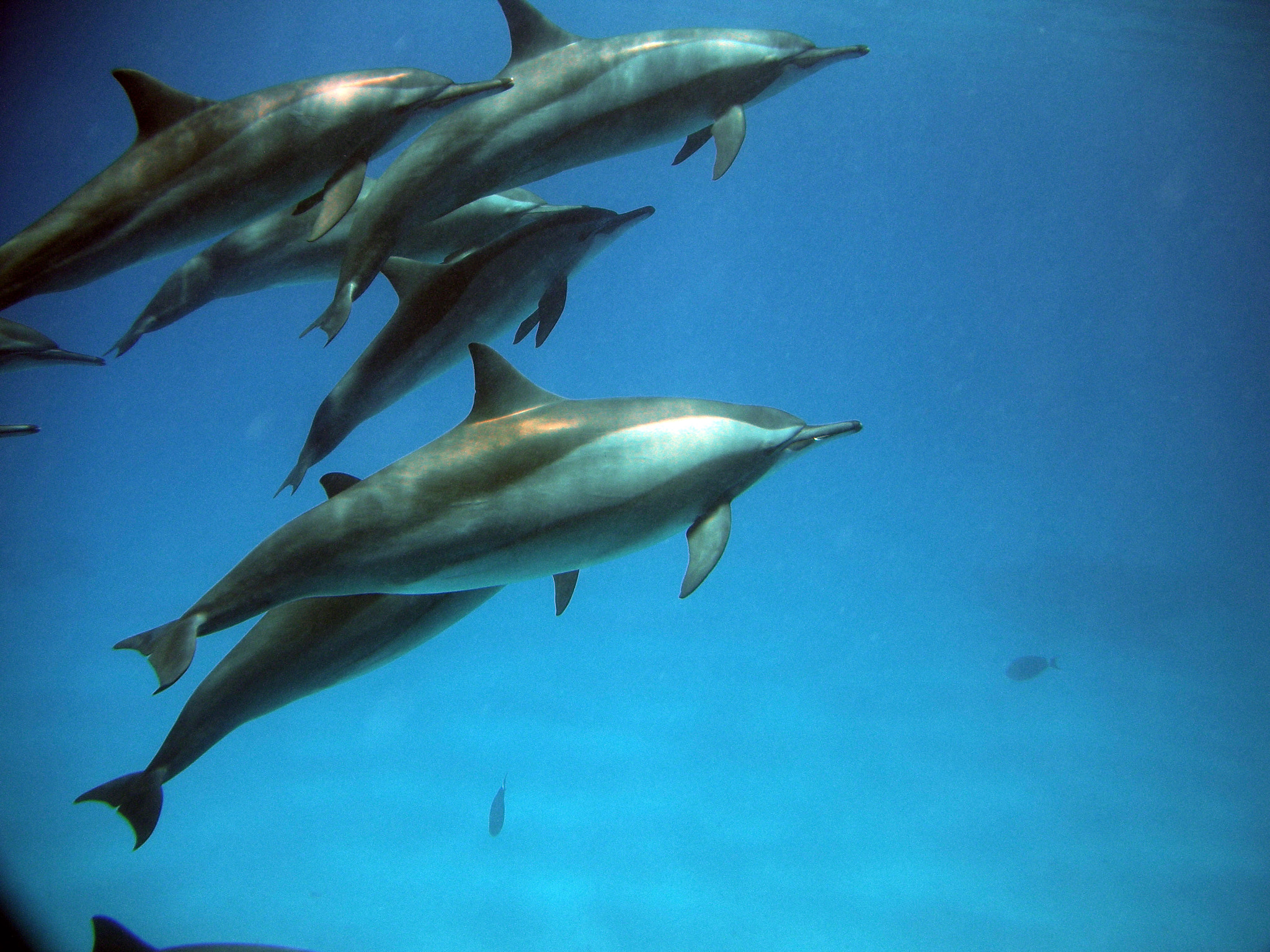 Nikon Coolpix S560 sample photo. Red sea fishes and underwater landscapes photography