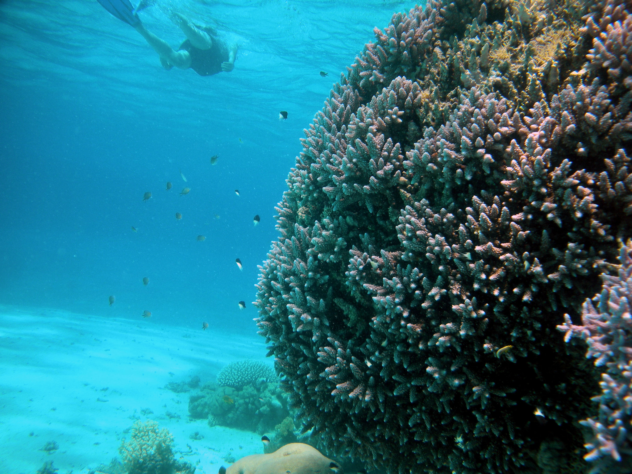 Nikon Coolpix S560 sample photo. Red sea fishes and underwater landscapes photography