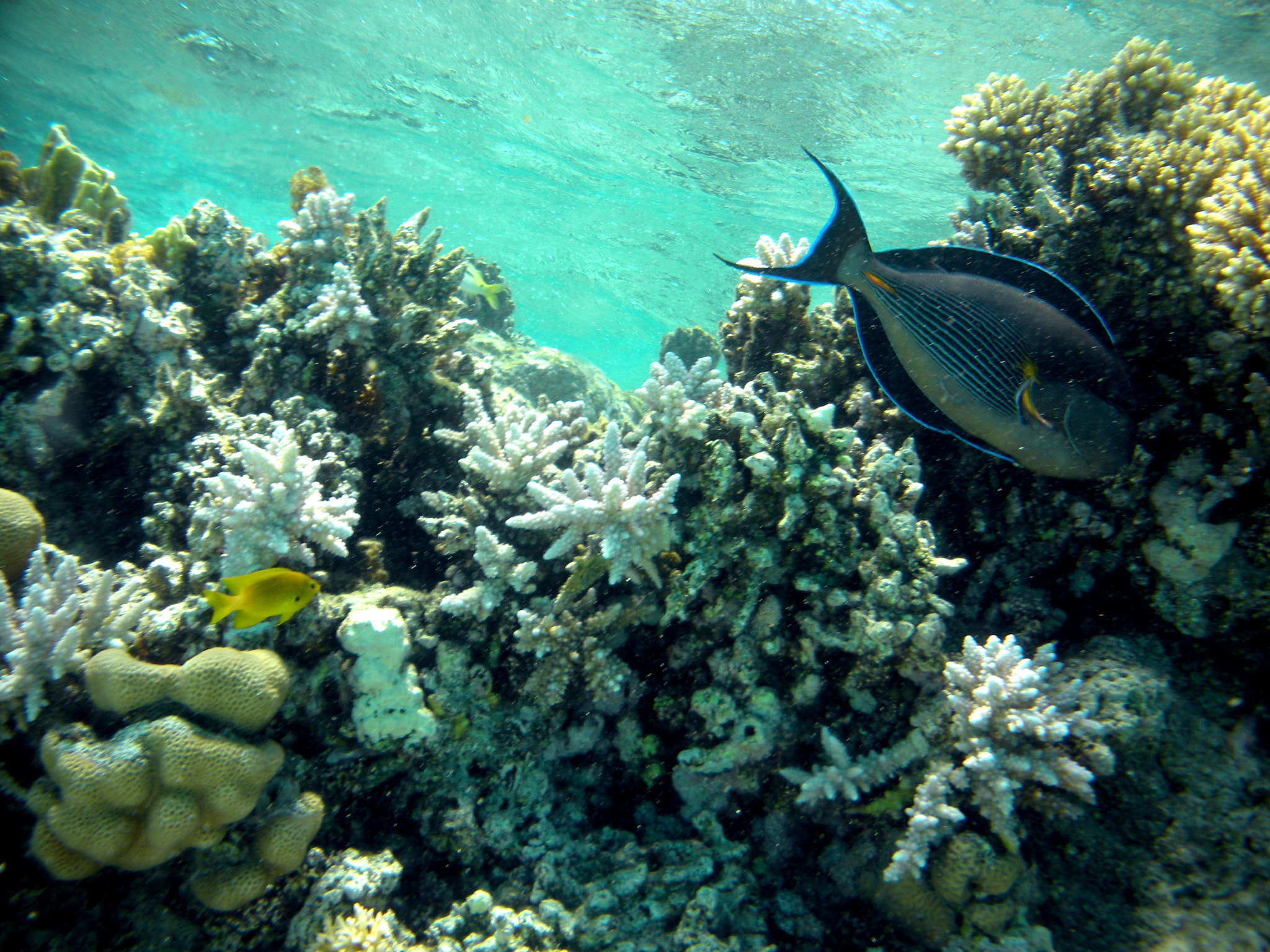 Nikon Coolpix S560 sample photo. Red sea fishes and underwater landscapes photography