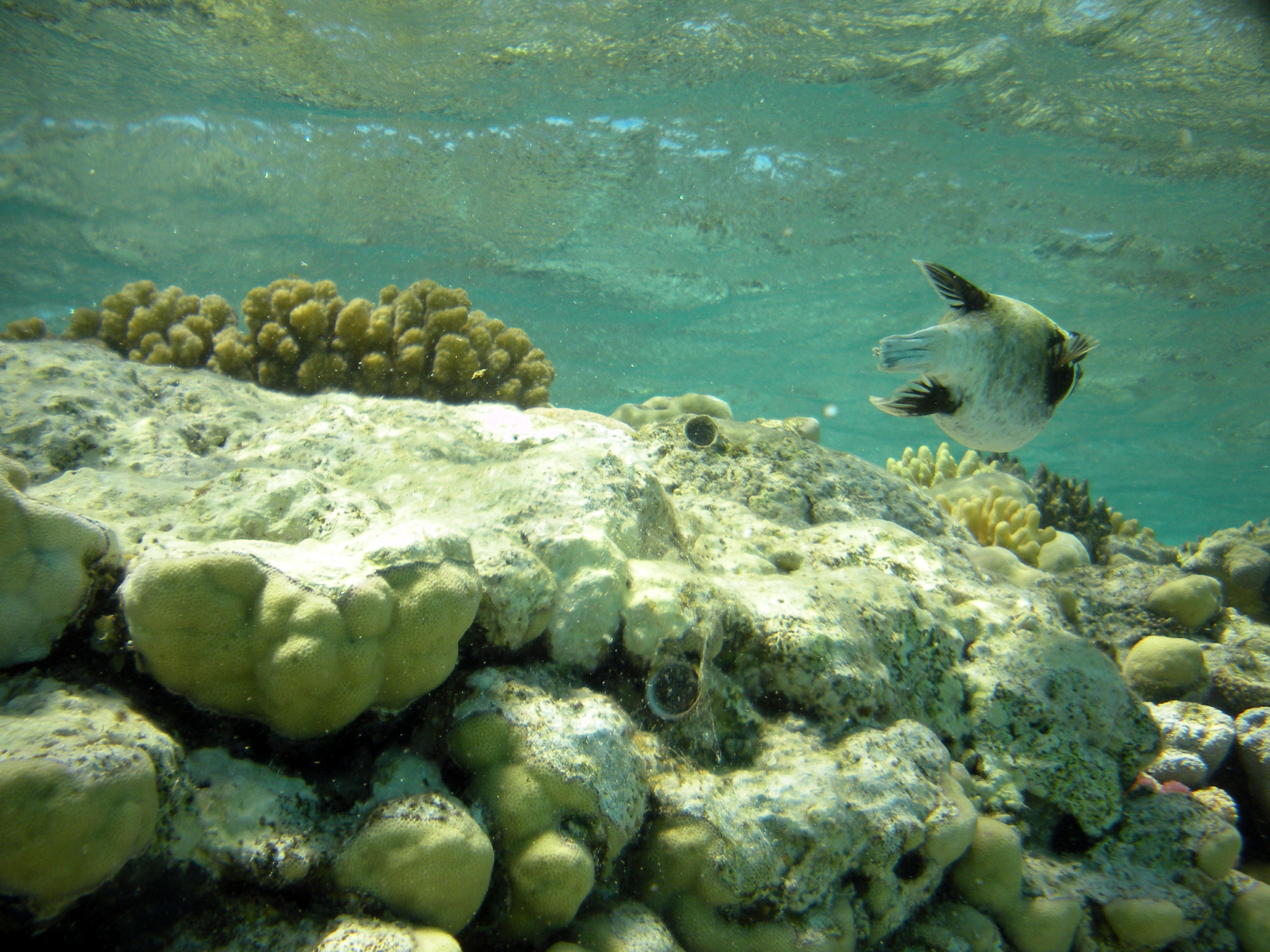 Nikon Coolpix S560 sample photo. Red sea fishes and underwater landscapes photography