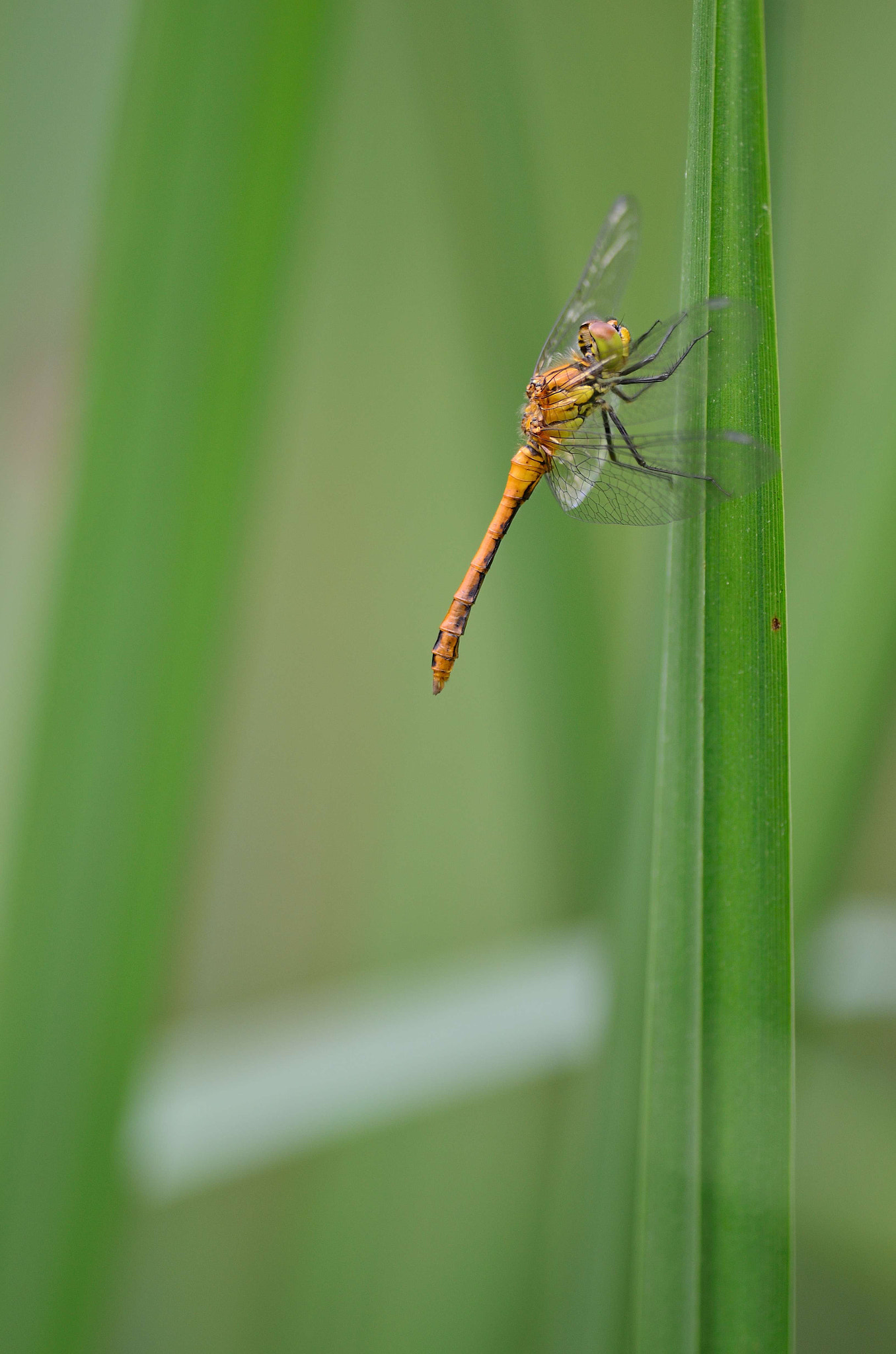 Nikon D5100 + Nikon AF-S Nikkor 300mm F4D ED-IF sample photo. Tranquille... photography