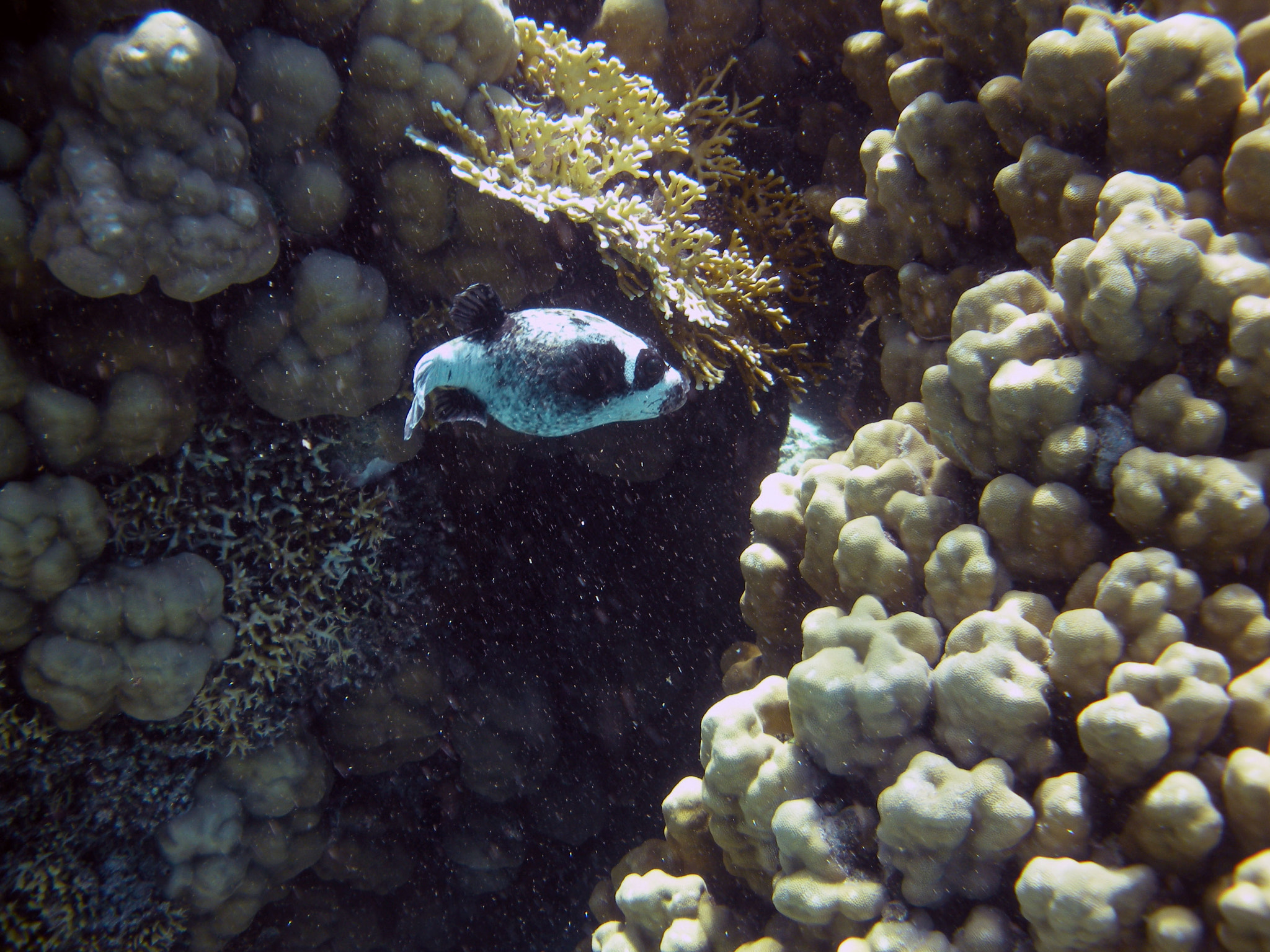 Nikon Coolpix S560 sample photo. Red sea fishes and underwater landscapes photography