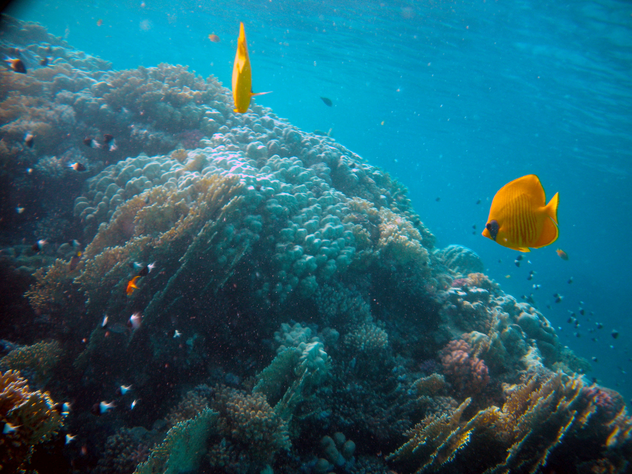 Nikon Coolpix S560 sample photo. Red sea fishes and underwater landscapes photography