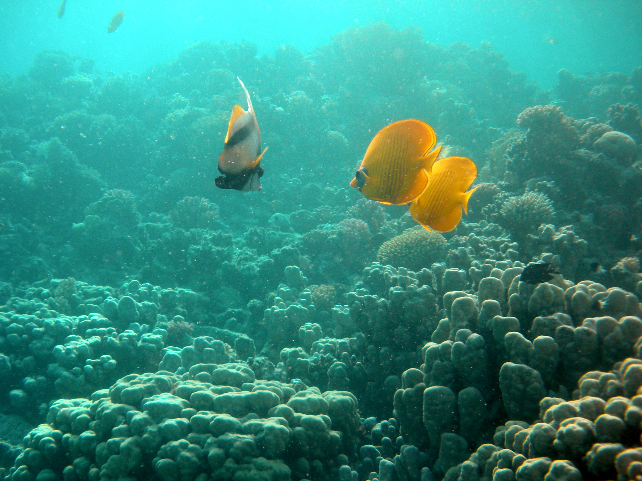 Nikon Coolpix S560 sample photo. Red sea fishes and underwater landscapes photography