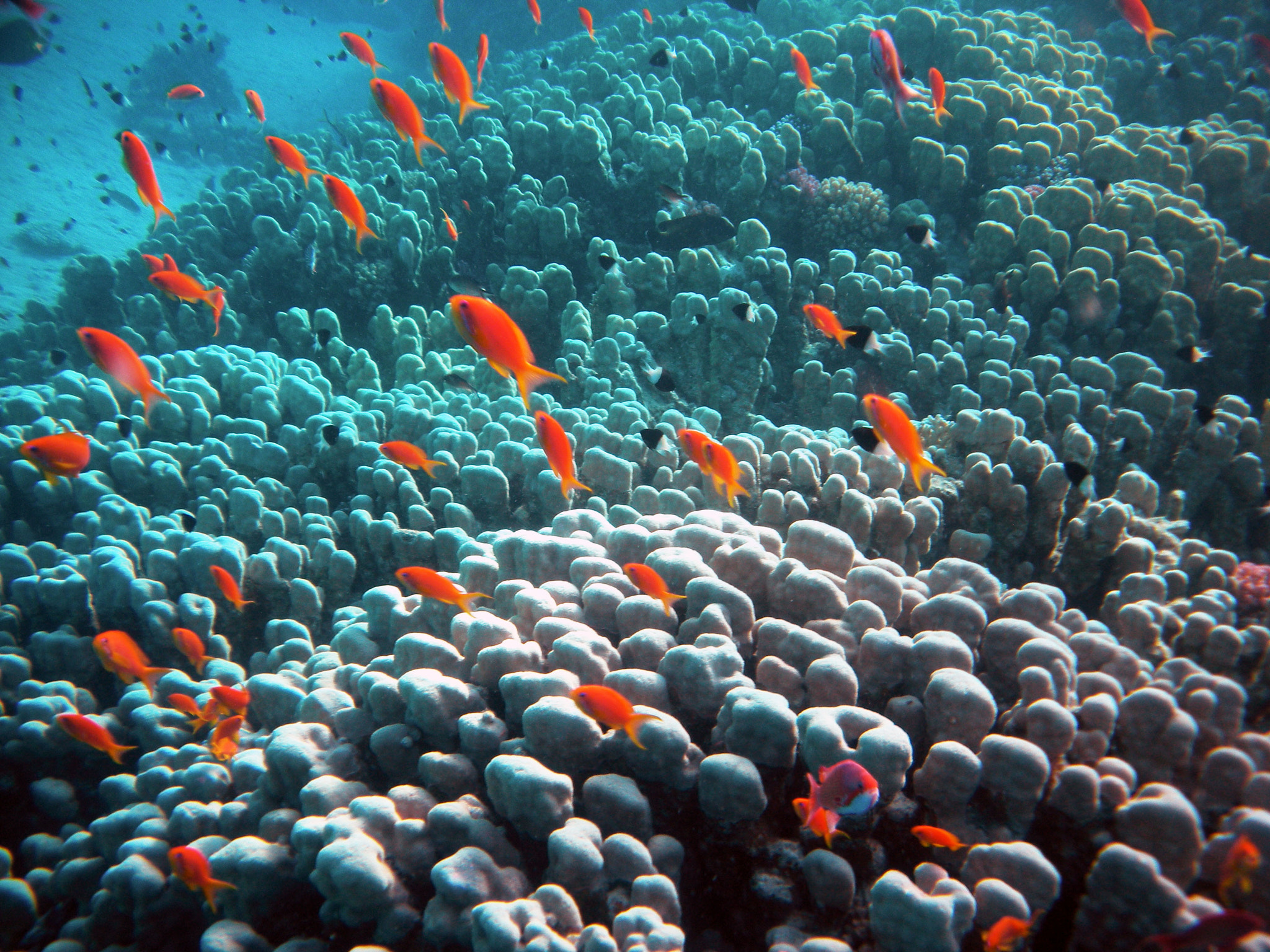 Nikon Coolpix S560 sample photo. Red sea fishes and underwater landscapes photography