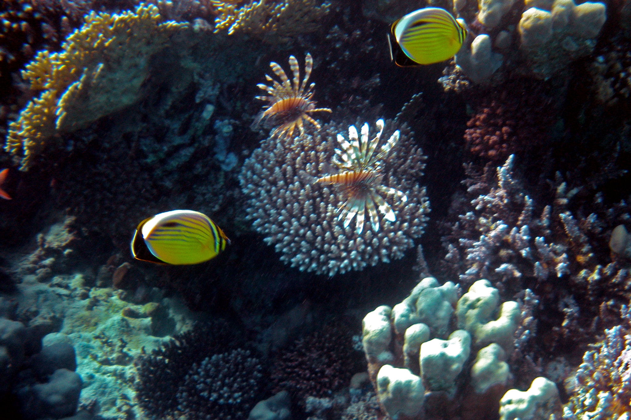 Nikon Coolpix S560 sample photo. Red sea fishes and underwater landscapes photography