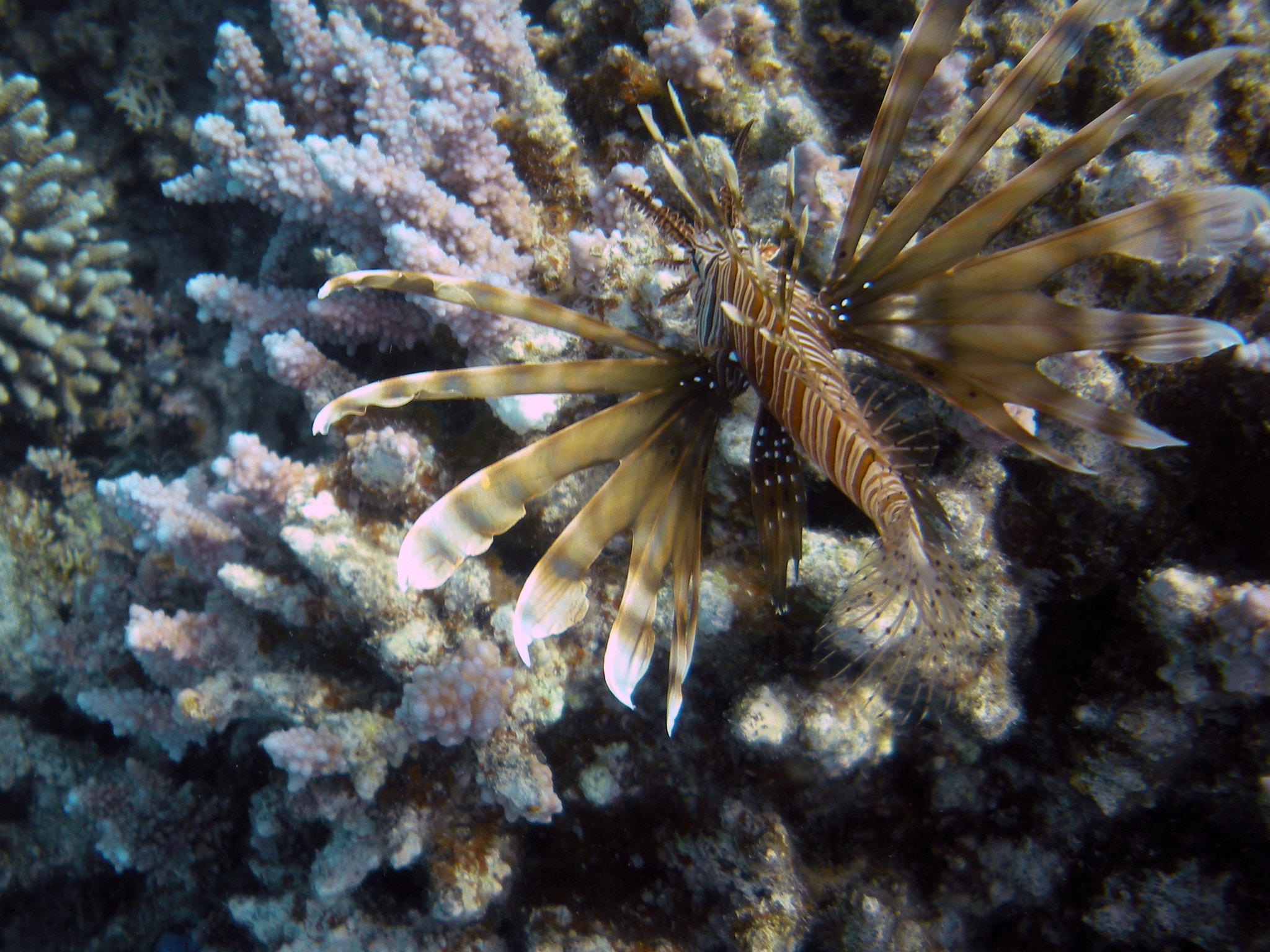 Nikon Coolpix S560 sample photo. Red sea fishes and underwater landscapes photography